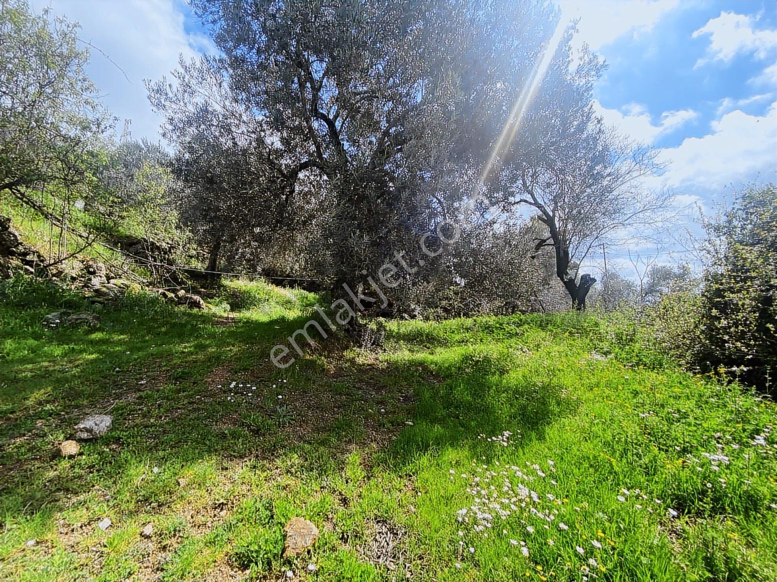 Aydın Efeler Yukarı Balıkköyde Satılık 1.616 M2 Meyve Bayçesi - Görsel 3