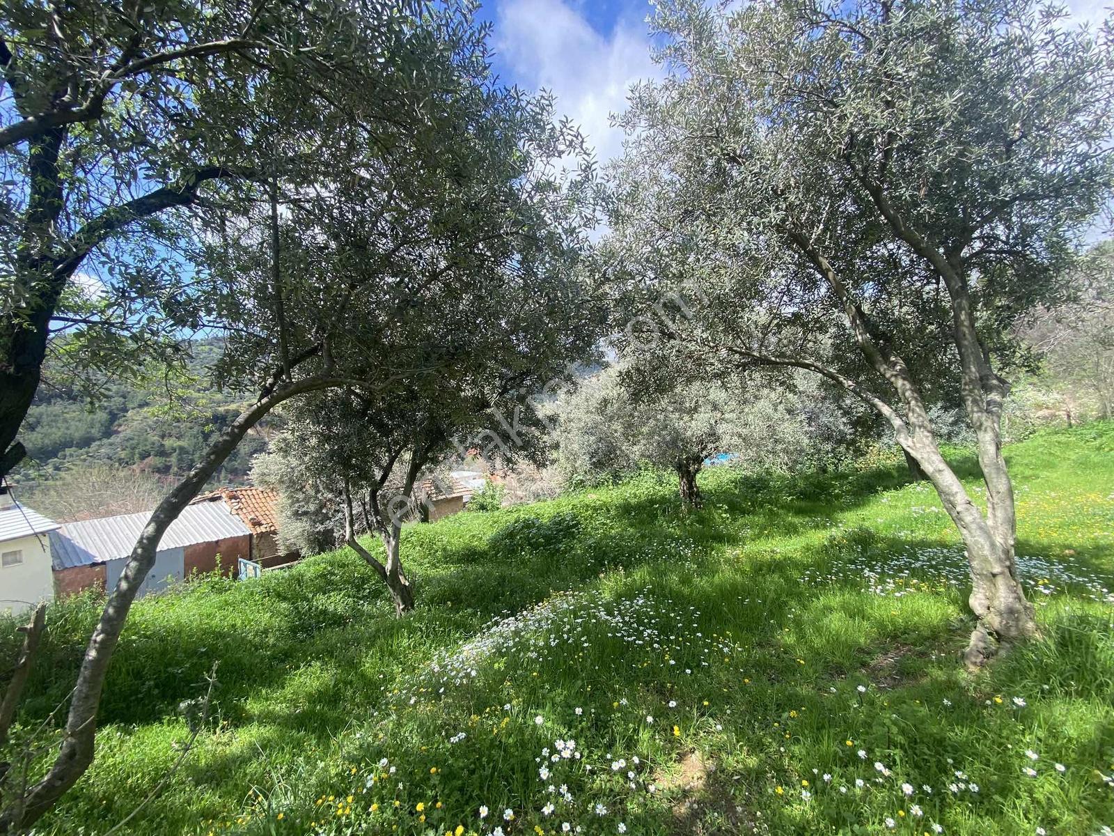 Aydın Efeler Yukarı Balıkköyde Satılık 1.616 M2 Meyve Bayçesi - Görsel 18