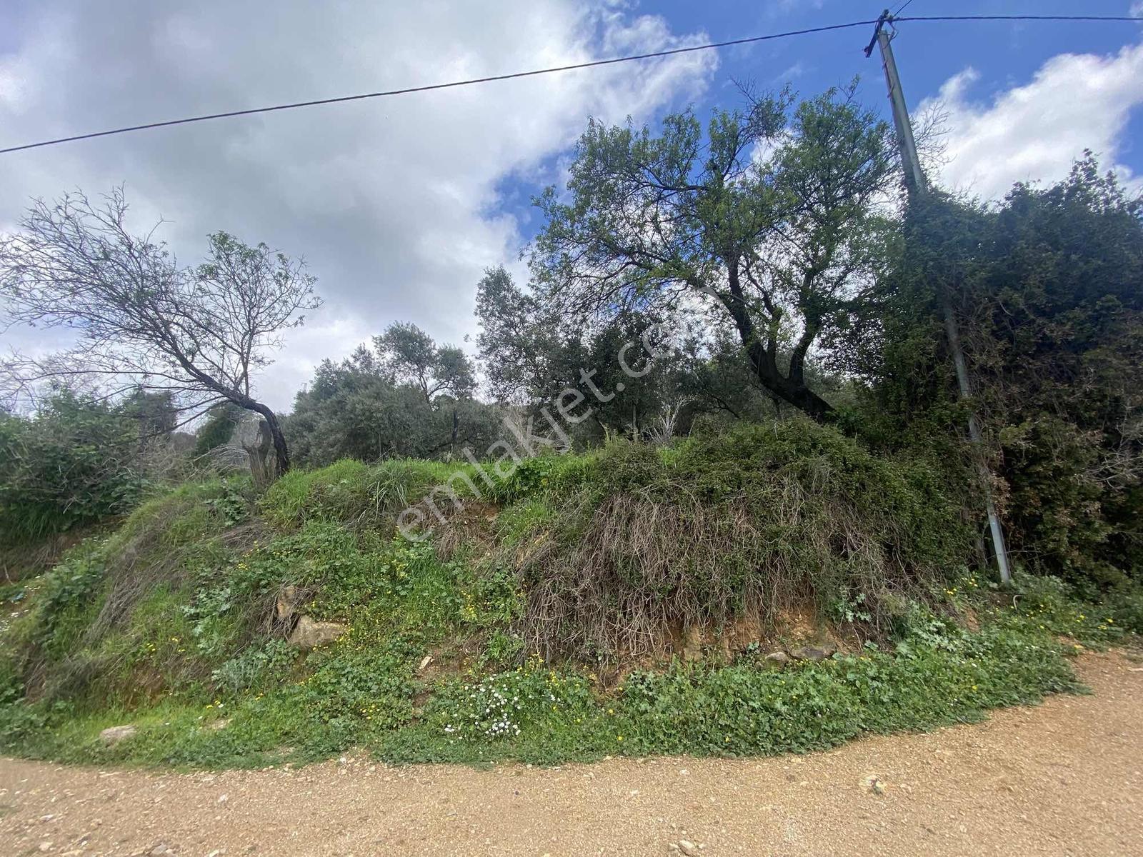 Aydın Efeler Yukarı Balıkköyde Satılık 1.616 M2 Meyve Bayçesi - Görsel 24