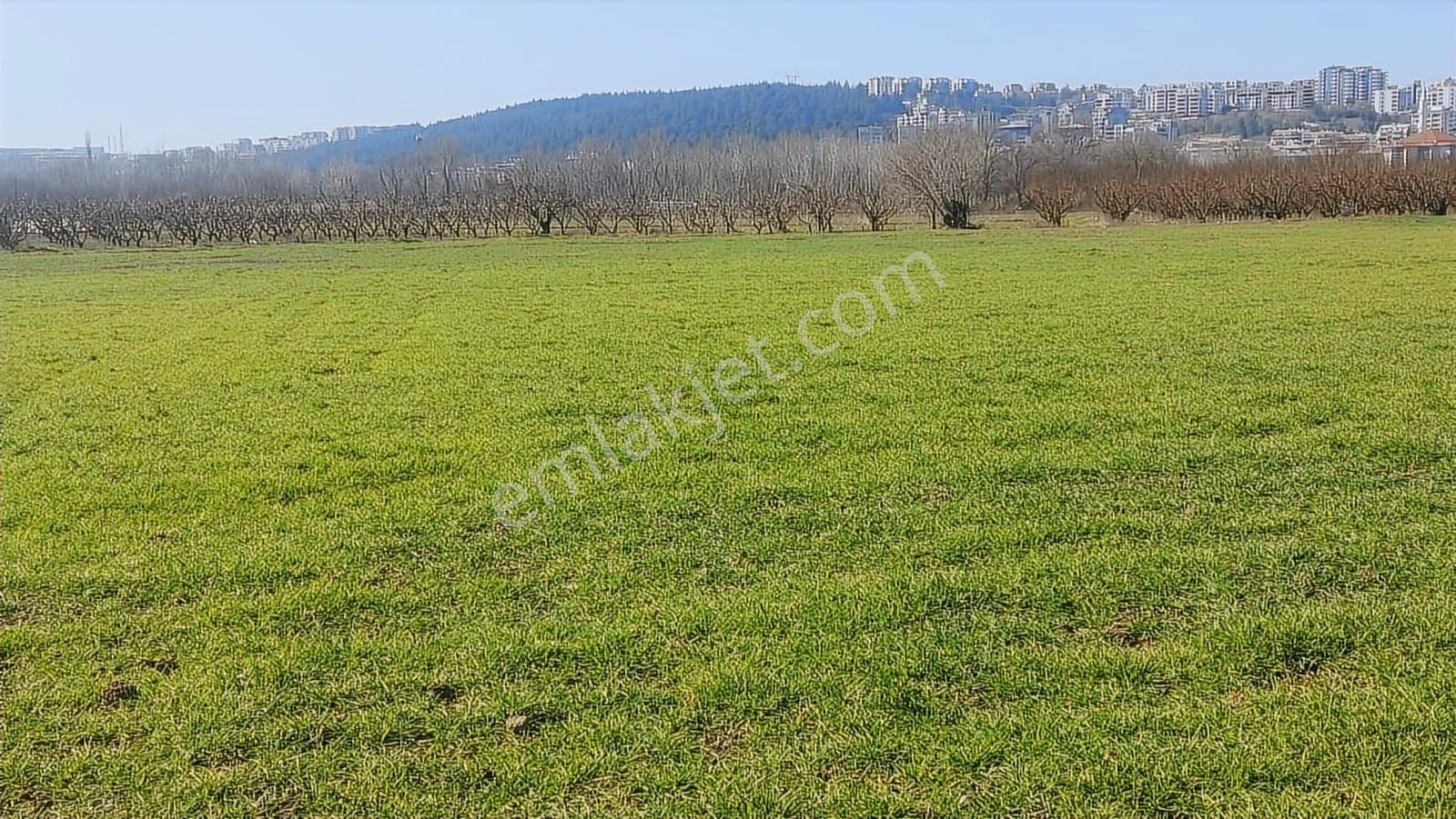 Kayapa Asfalt Yola Bir Parsel Mesafede 1930m2 Satılık Arazi 20/3 - Görsel 18