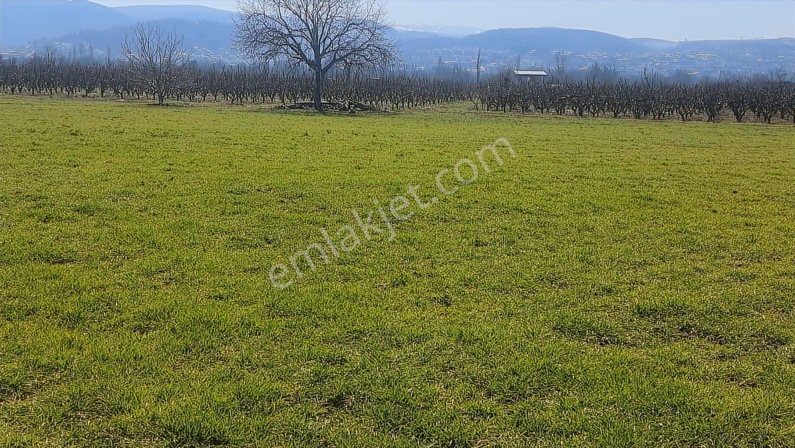 Kayapa Asfalt Yola Bir Parsel Mesafede 1930m2 Satılık Arazi 20/3 - Görsel 9