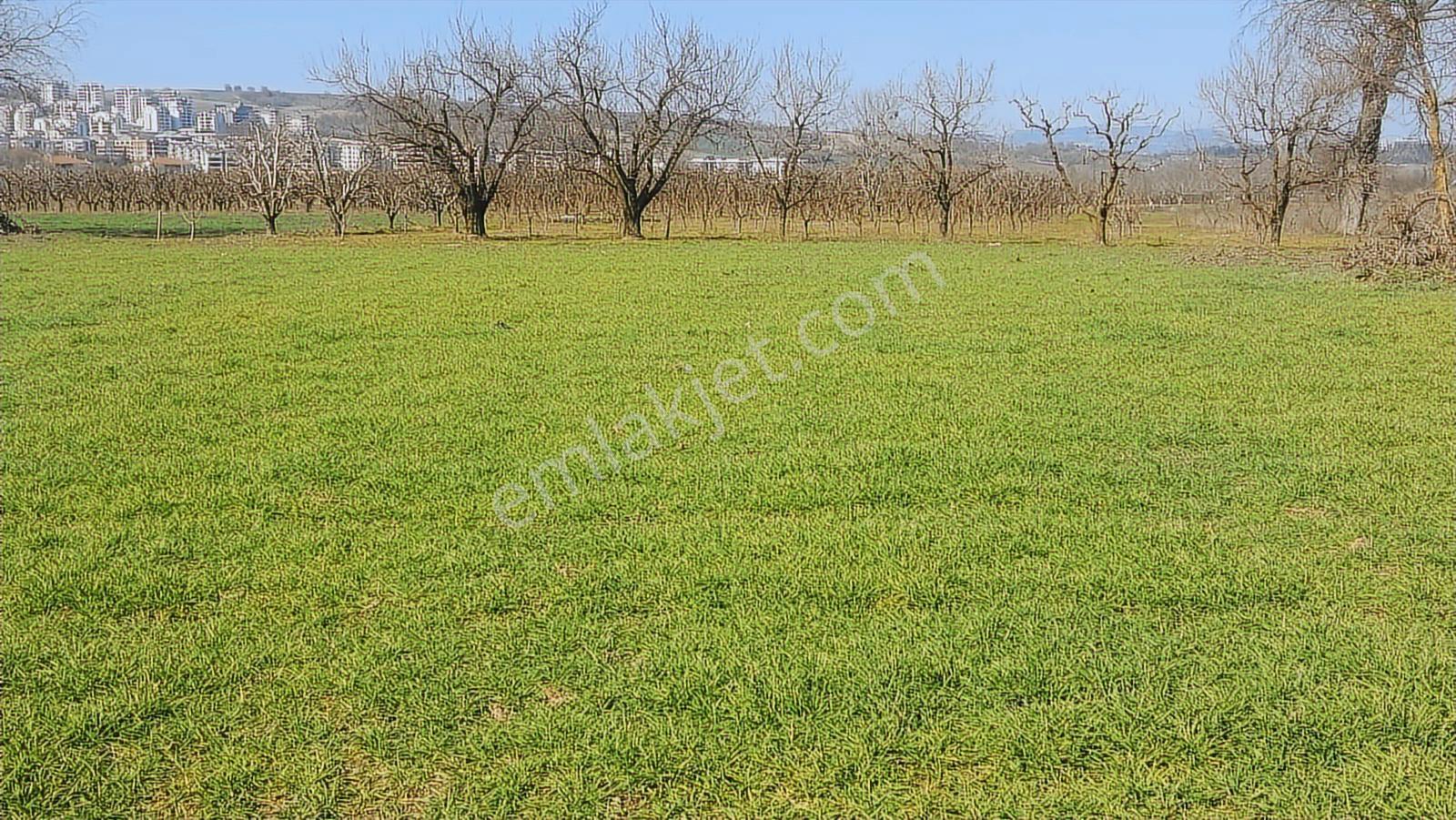 Kayapa Asfalt Yola Bir Parsel Mesafede 1930m2 Satılık Arazi 20/3 - Görsel 32