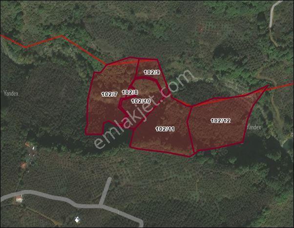 Kocaali 36500 M2 Fındık Bahçesi Kacmaz Fırsat - Görsel 3