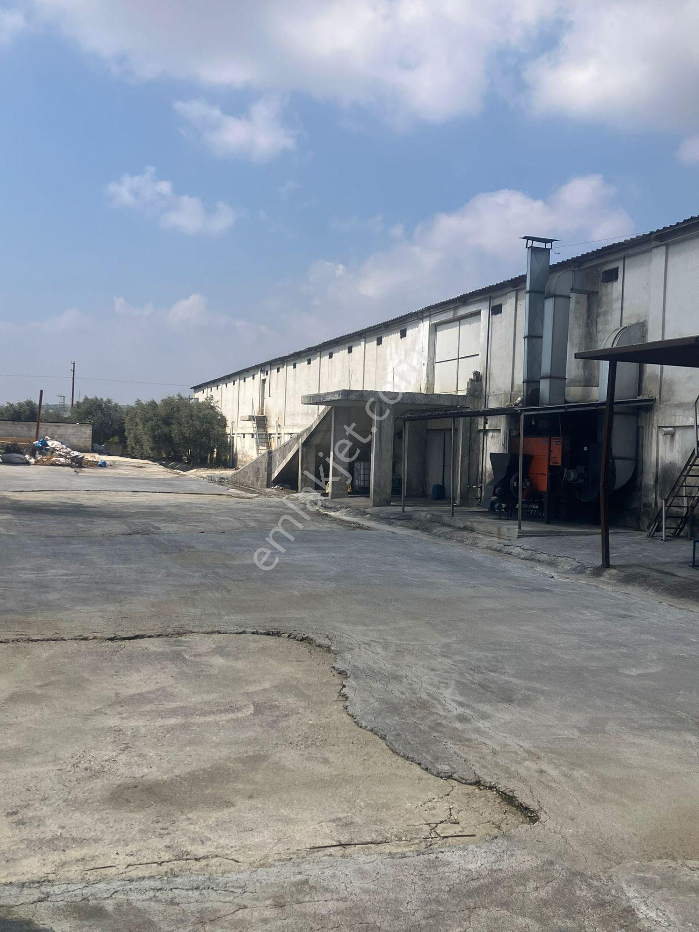 Çerçi Emlak'tan Özbek Köyünde 75 Binlik Tavuk Çiftliği Ve Mandalina Bahçesi - Görsel 4