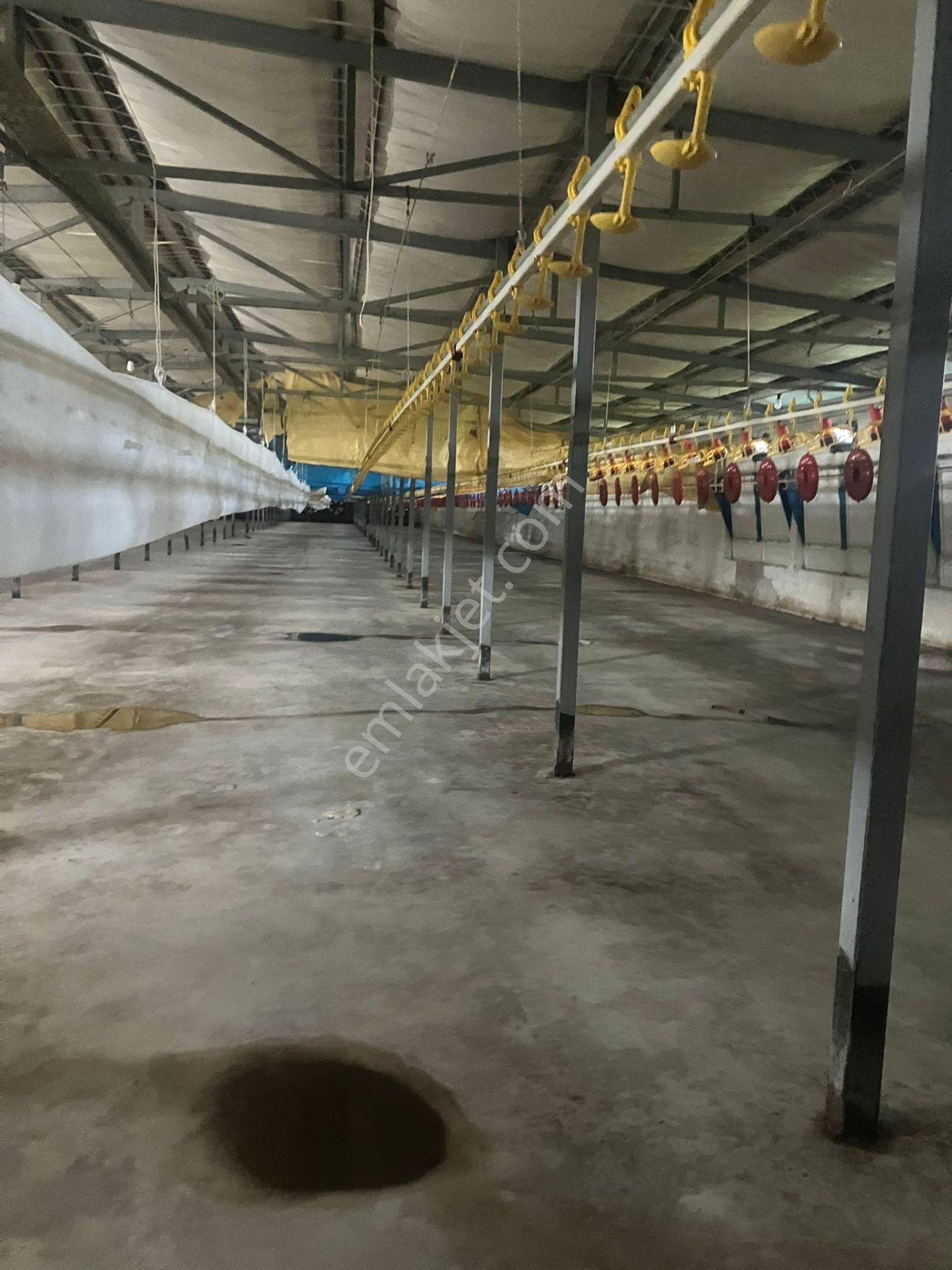 Çerçi Emlak'tan Özbek Köyünde 75 Binlik Tavuk Çiftliği Ve Mandalina Bahçesi - Görsel 9