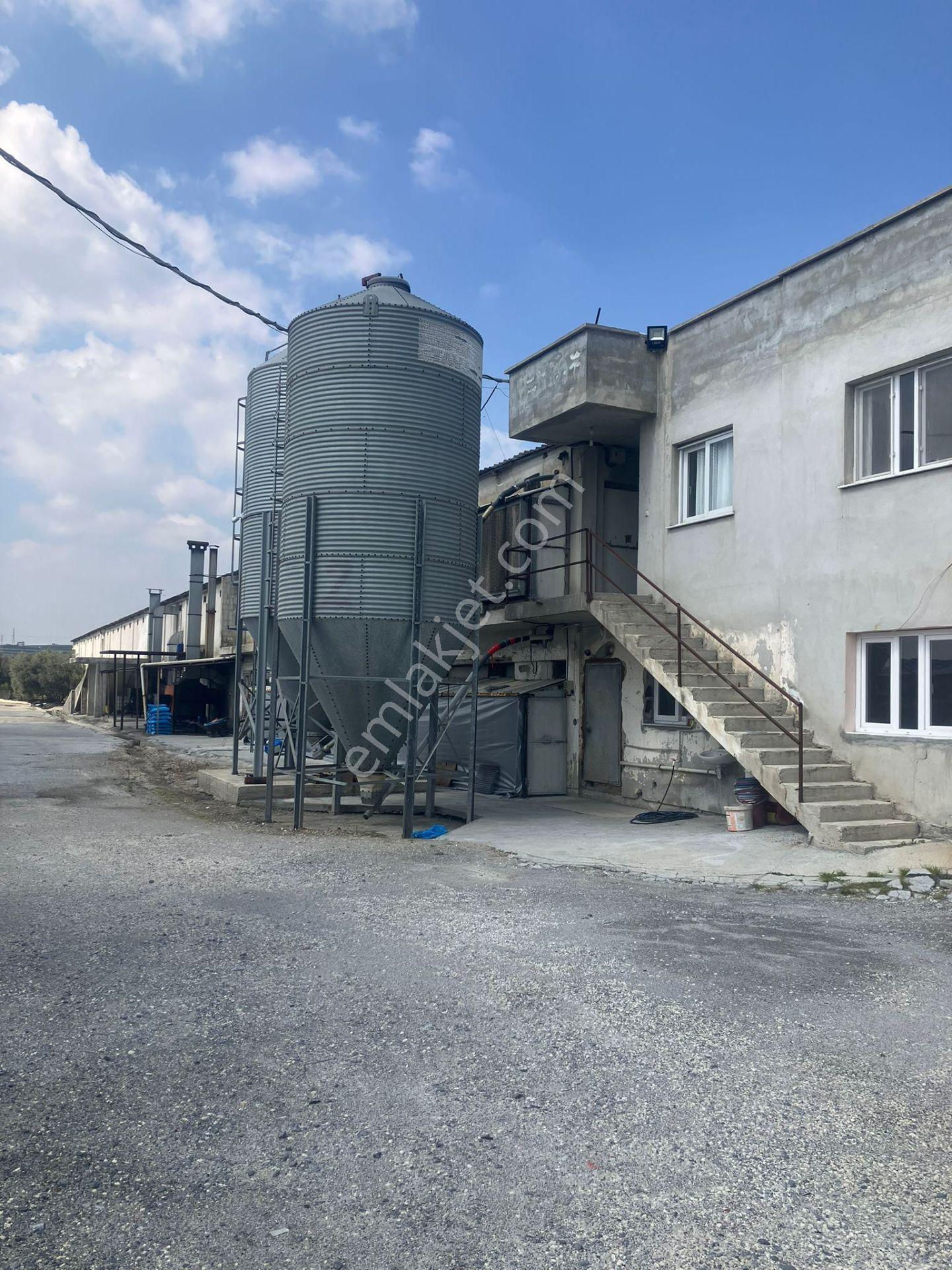 Çerçi Emlak'tan Özbek Köyünde 75 Binlik Tavuk Çiftliği Ve Mandalina Bahçesi - Görsel 2