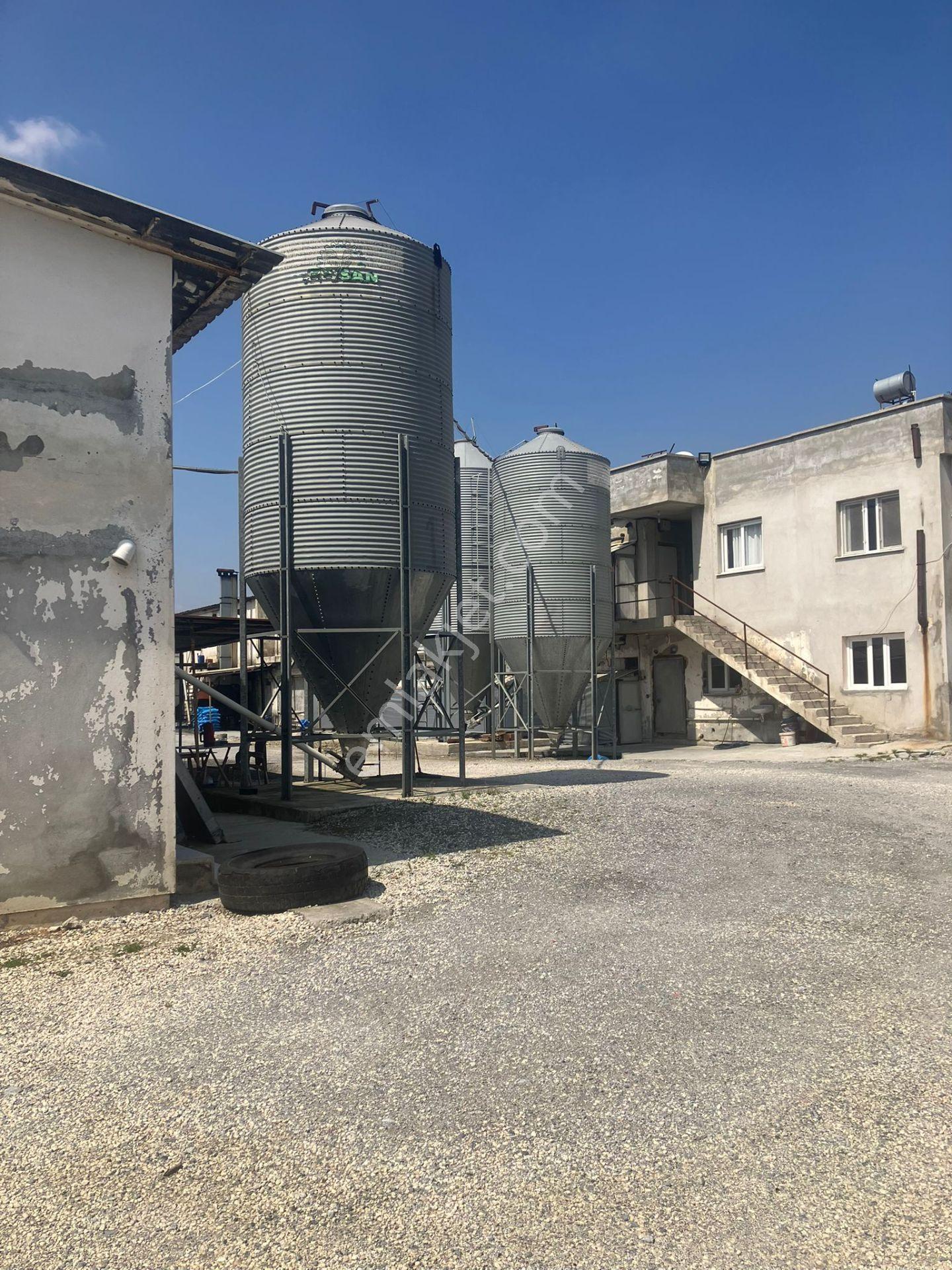 Çerçi Emlak'tan Özbek Köyünde 75 Binlik Tavuk Çiftliği Ve Mandalina Bahçesi - Görsel 6