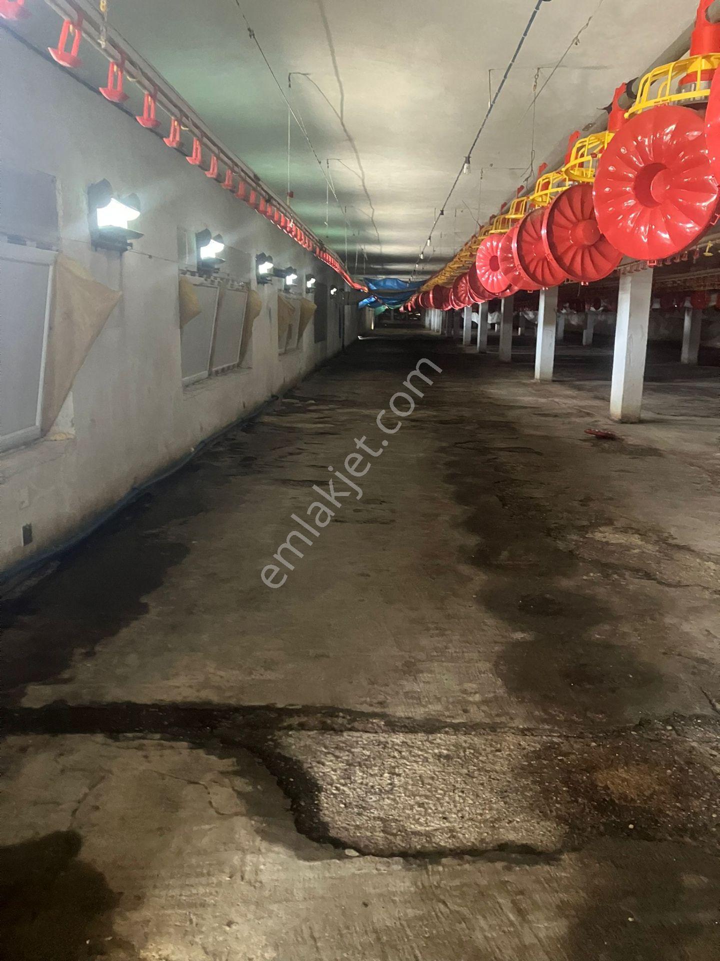 Çerçi Emlak'tan Özbek Köyünde 75 Binlik Tavuk Çiftliği Ve Mandalina Bahçesi - Görsel 7