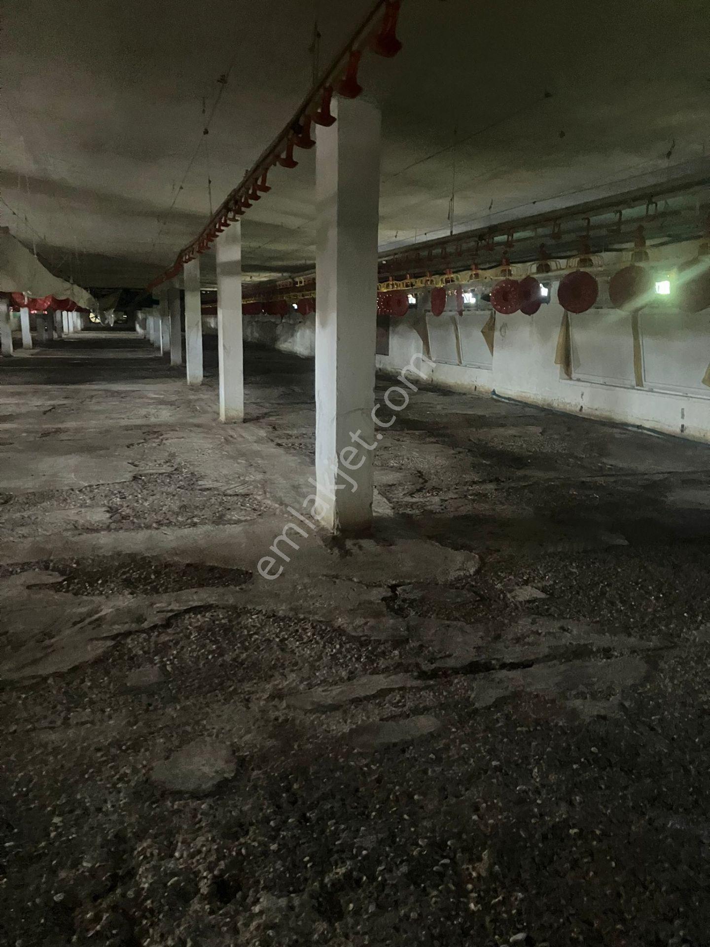 Çerçi Emlak'tan Özbek Köyünde 75 Binlik Tavuk Çiftliği Ve Mandalina Bahçesi - Görsel 13