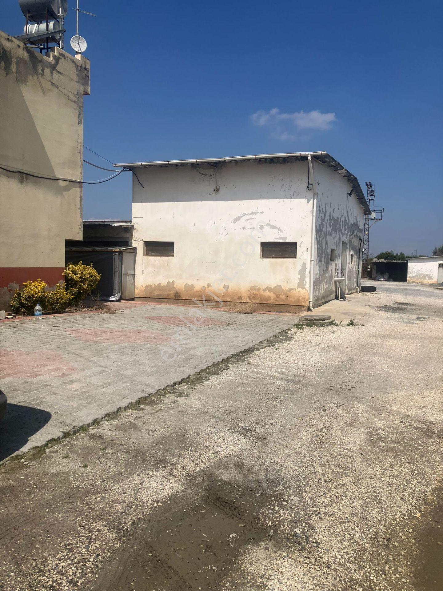 Çerçi Emlak'tan Özbek Köyünde 75 Binlik Tavuk Çiftliği Ve Mandalina Bahçesi - Görsel 26
