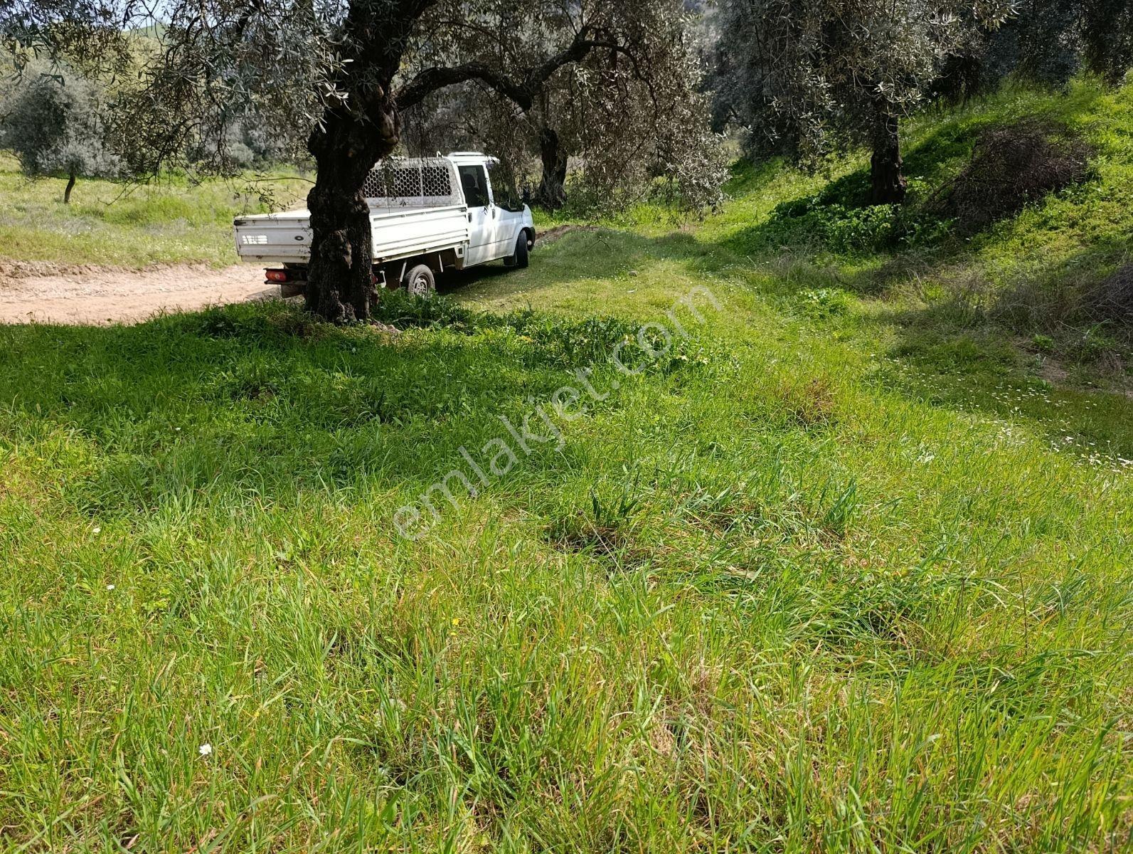 Nazilli Dallıca İsabeyli Yerleşim Yerlerine Yakın Zeytinlik