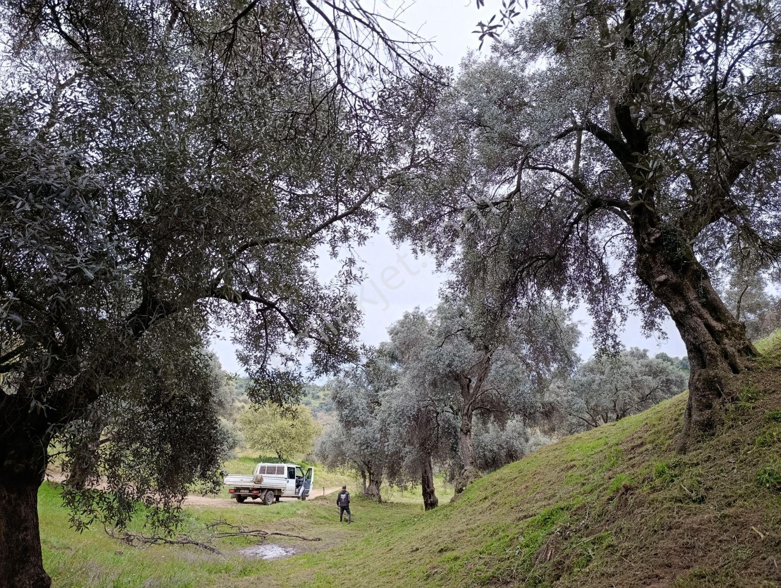 Nazilli Dallıca İsabeyli Yerleşim Yerlerine Yakın Zeytinlik - Görsel 6
