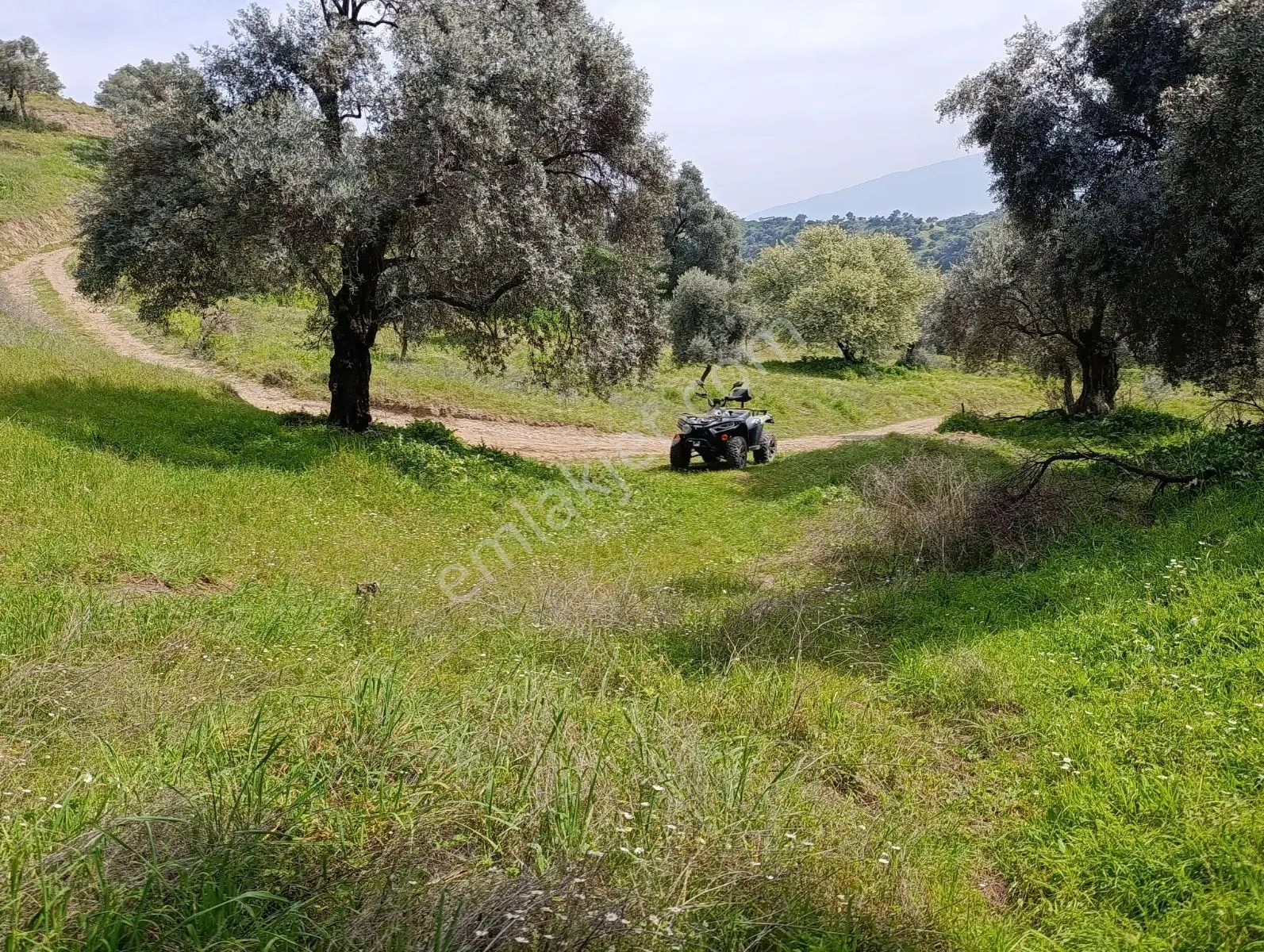 Nazilli Dallıca İsabeyli Yerleşim Yerlerine Yakın Zeytinlik - Görsel 2