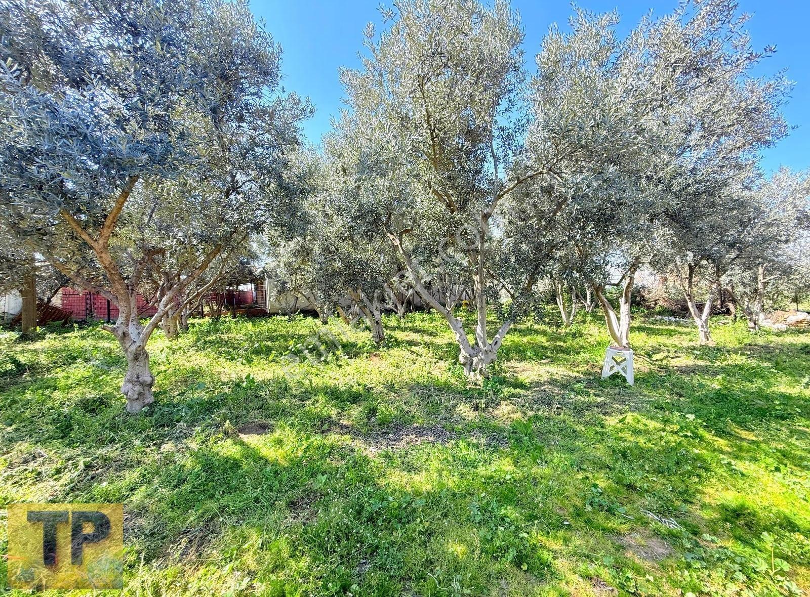 İzmir Tire Eskioba Köyünde Satılık Geniş Köy Evi Arsası - Görsel 2