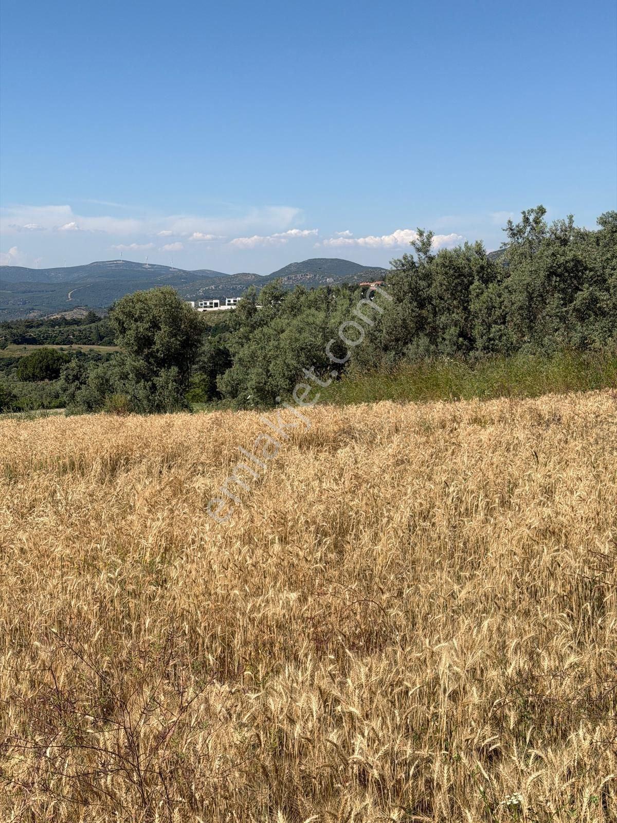 Kuşadası Soğucakta Deniz Manzaralı 14 Villalık Arsa - Görsel 8