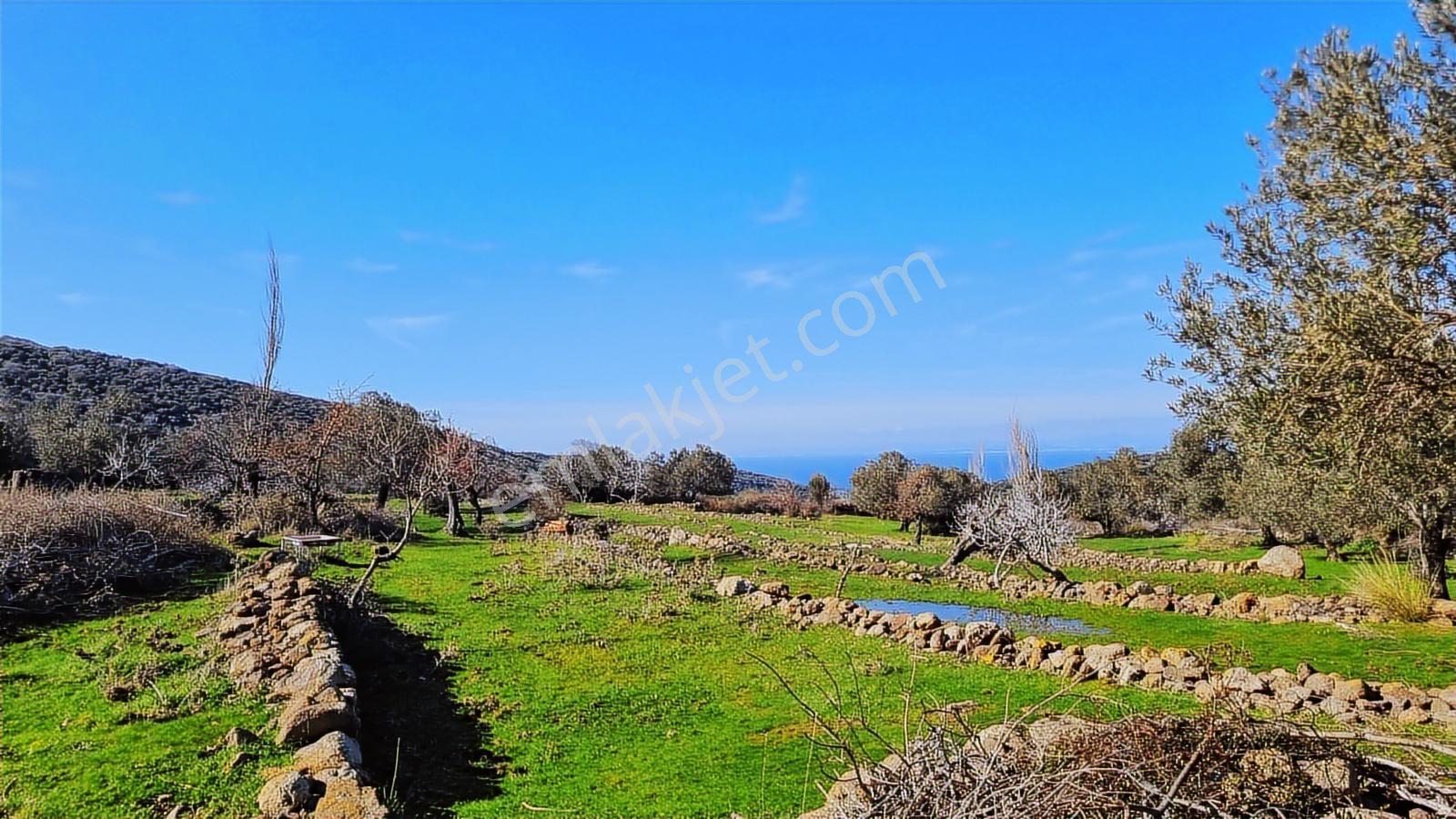 Dikili Merdivenli Köyünde 12 649 M2 Zeytinli Tarla - Görsel 8