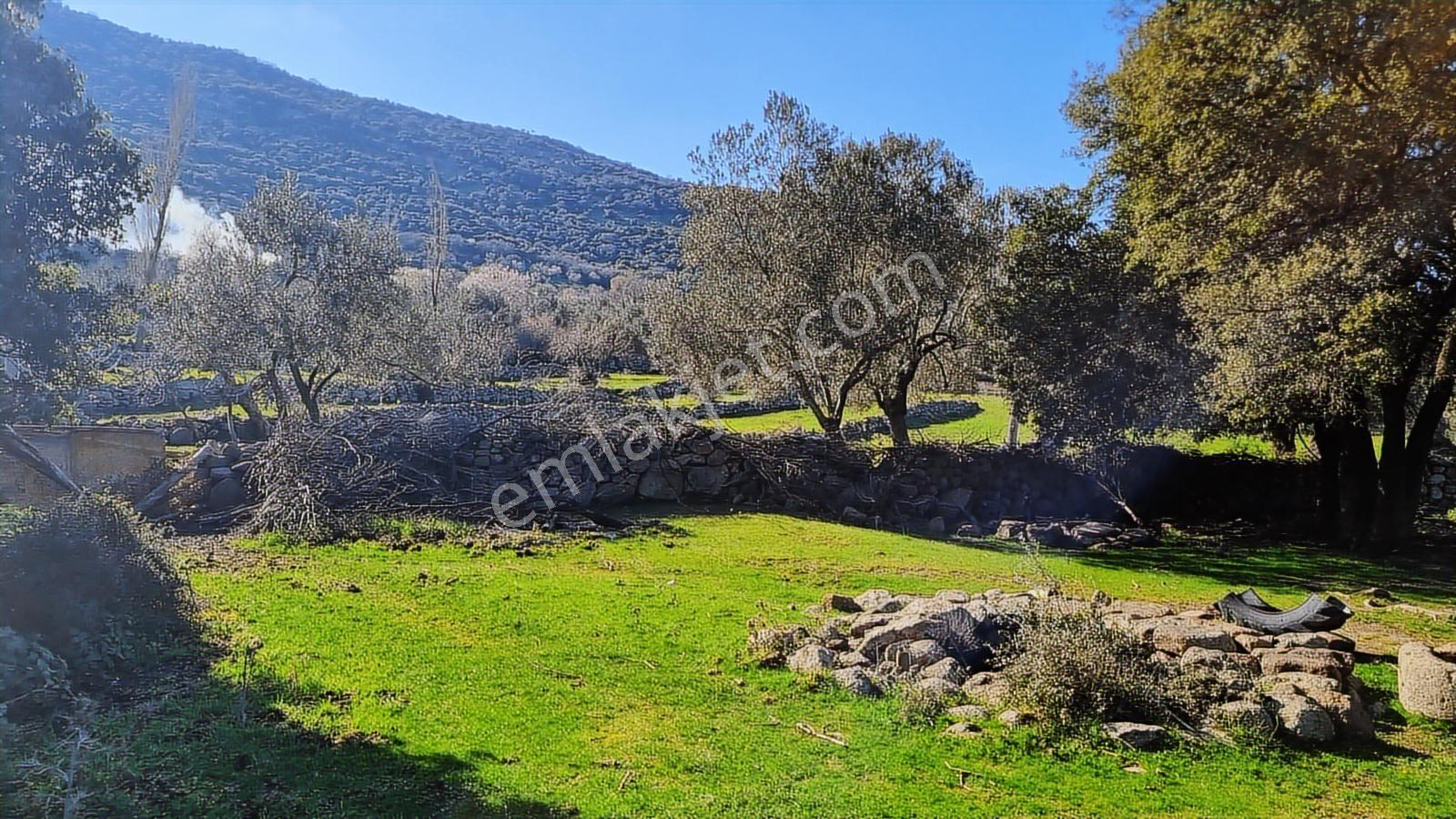 Dikili Merdivenli Köyünde 12 649 M2 Zeytinli Tarla - Görsel 5