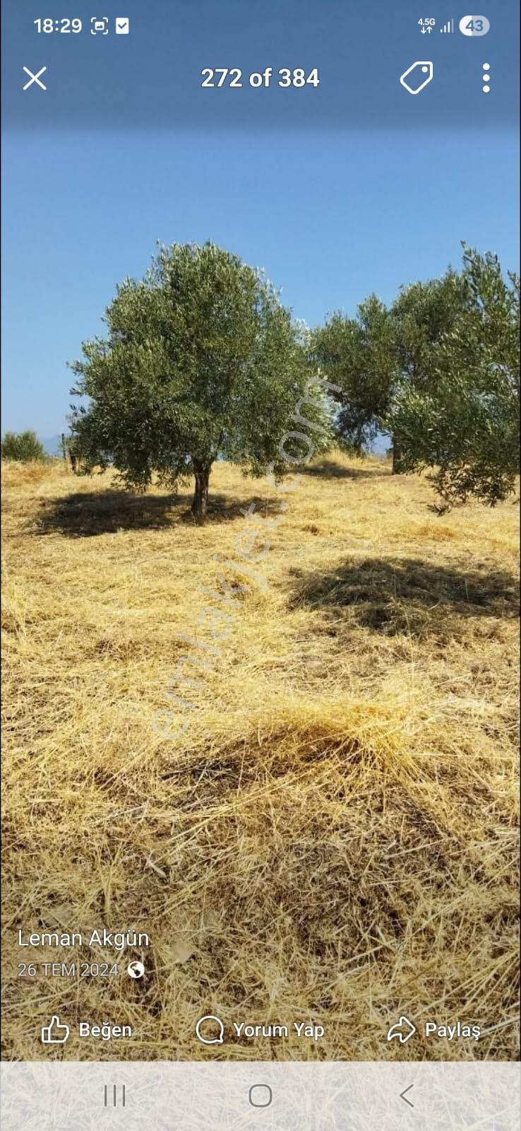 Doğru Gayrimenkulden Yenipaz Donduranda 1754 Metrekare Köy İçi İmarlı Arsa - Görsel 3