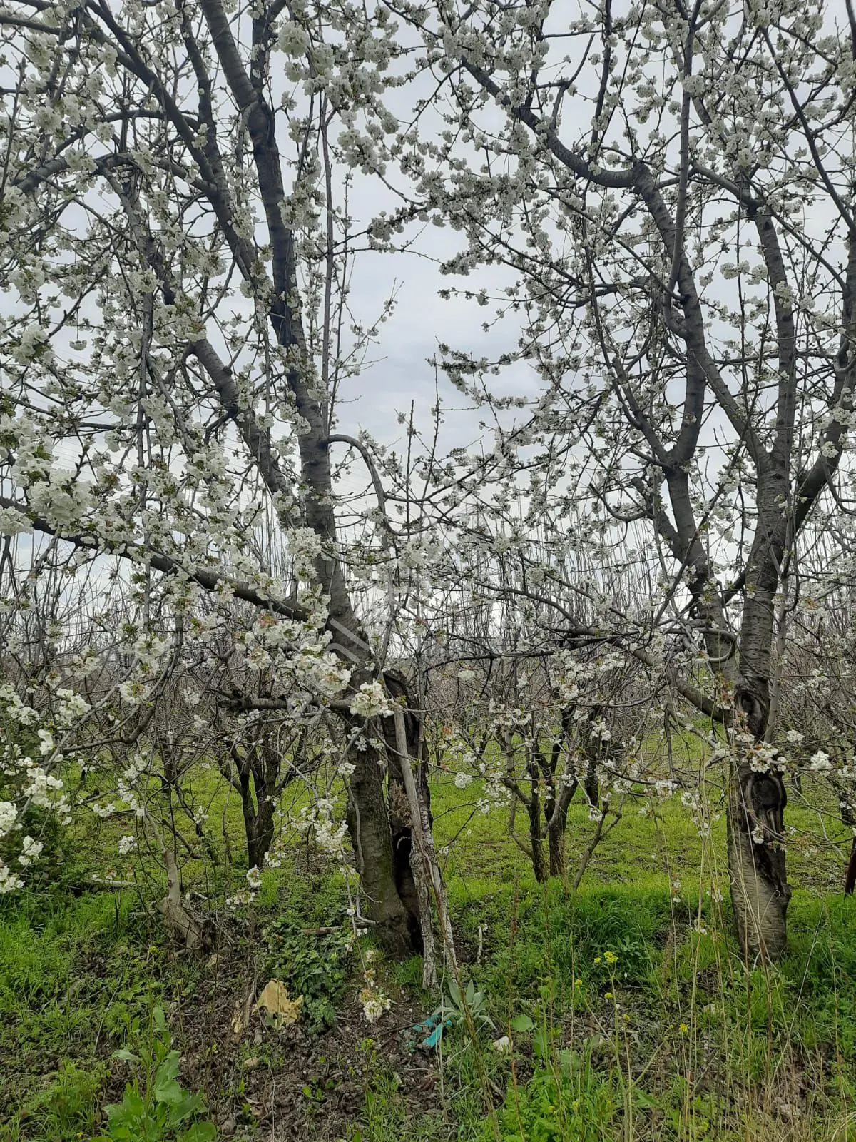 Honaz Cumhuriyetmah Pınarkente Yakın Satılık 10.490 Mt2 Meyve Bahçesi Tarla