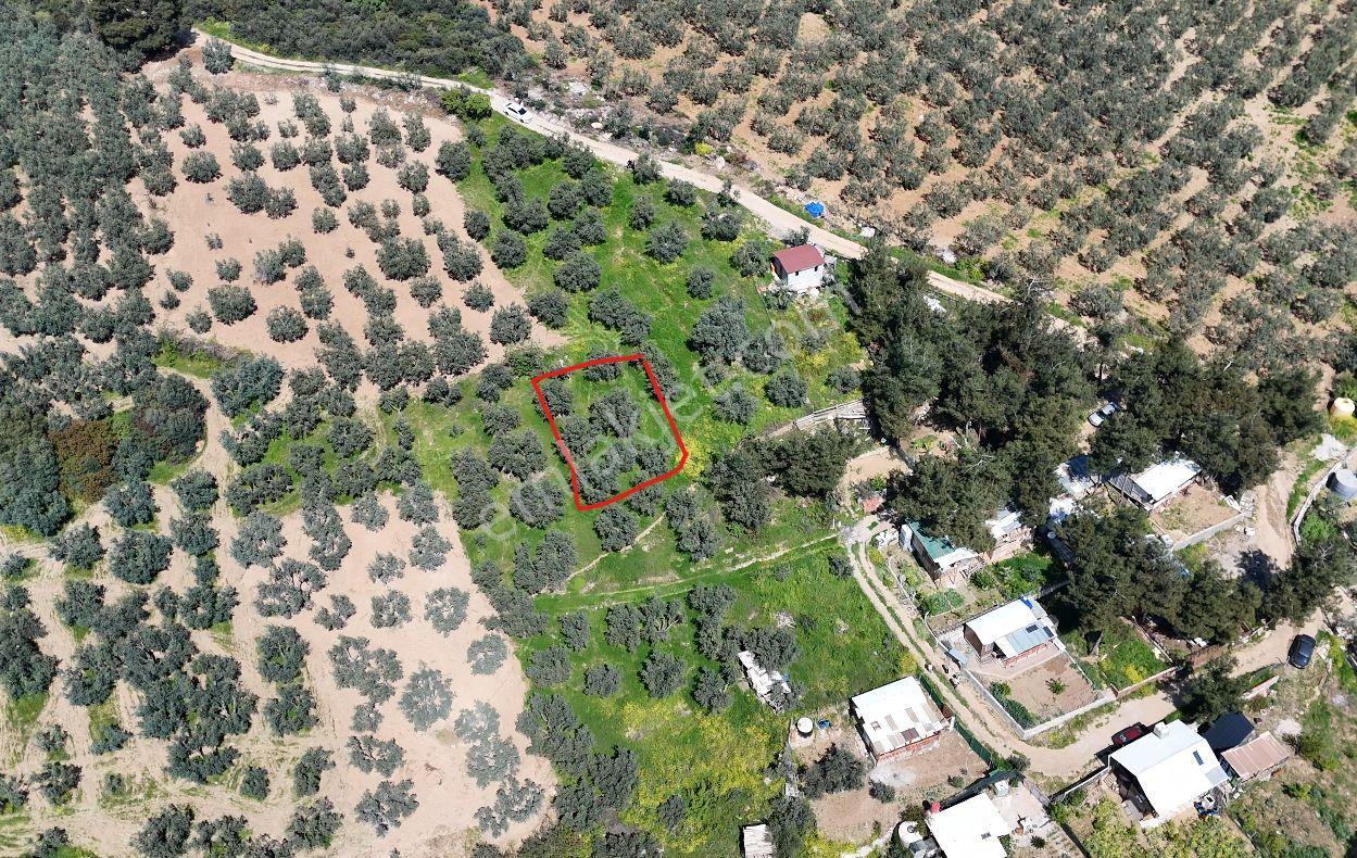 Bursa Osmangazi Demirtaş - İsmetiye 175 M² Hobi - Zeytin Bahçesi