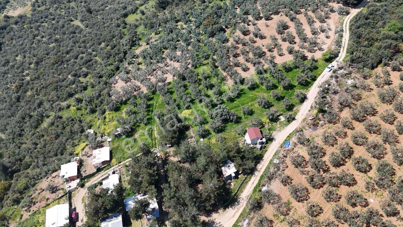Bursa Osmangazi Demirtaş - İsmetiye 175 M² Hobi - Zeytin Bahçesi - Görsel 7