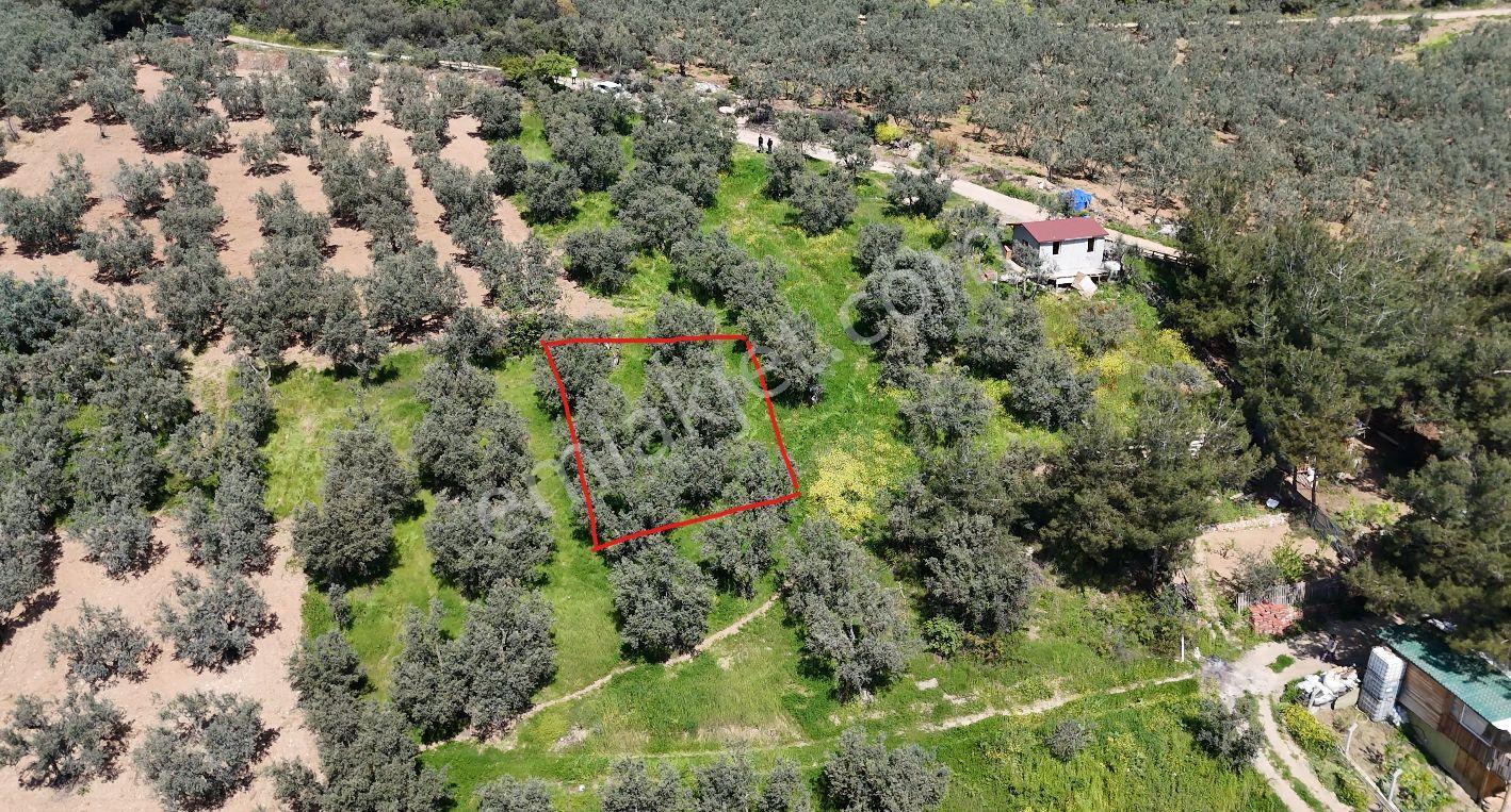 Bursa Osmangazi Demirtaş - İsmetiye 175 M² Hobi - Zeytin Bahçesi - Görsel 10