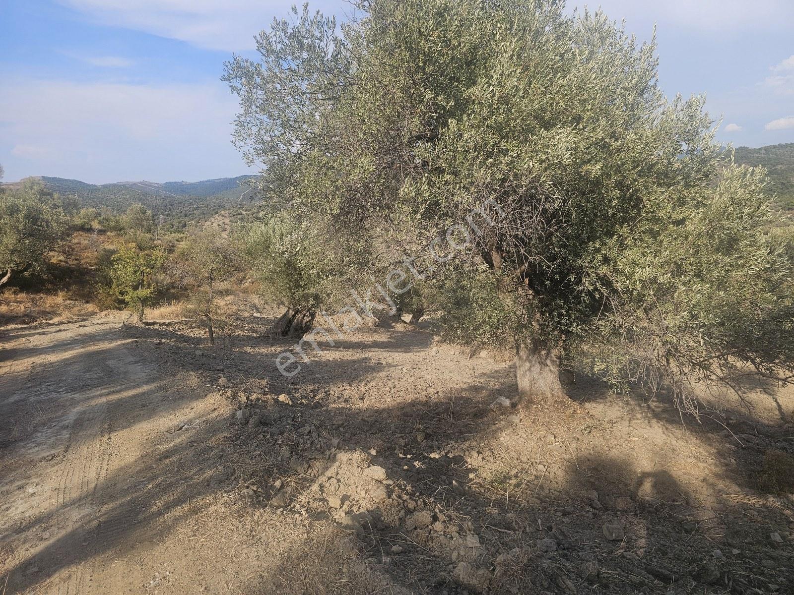 İzmir Seferihisar Ulamış Yola Cepheli 10.000 M2 Zeytinlik Arsa T - Görsel 35