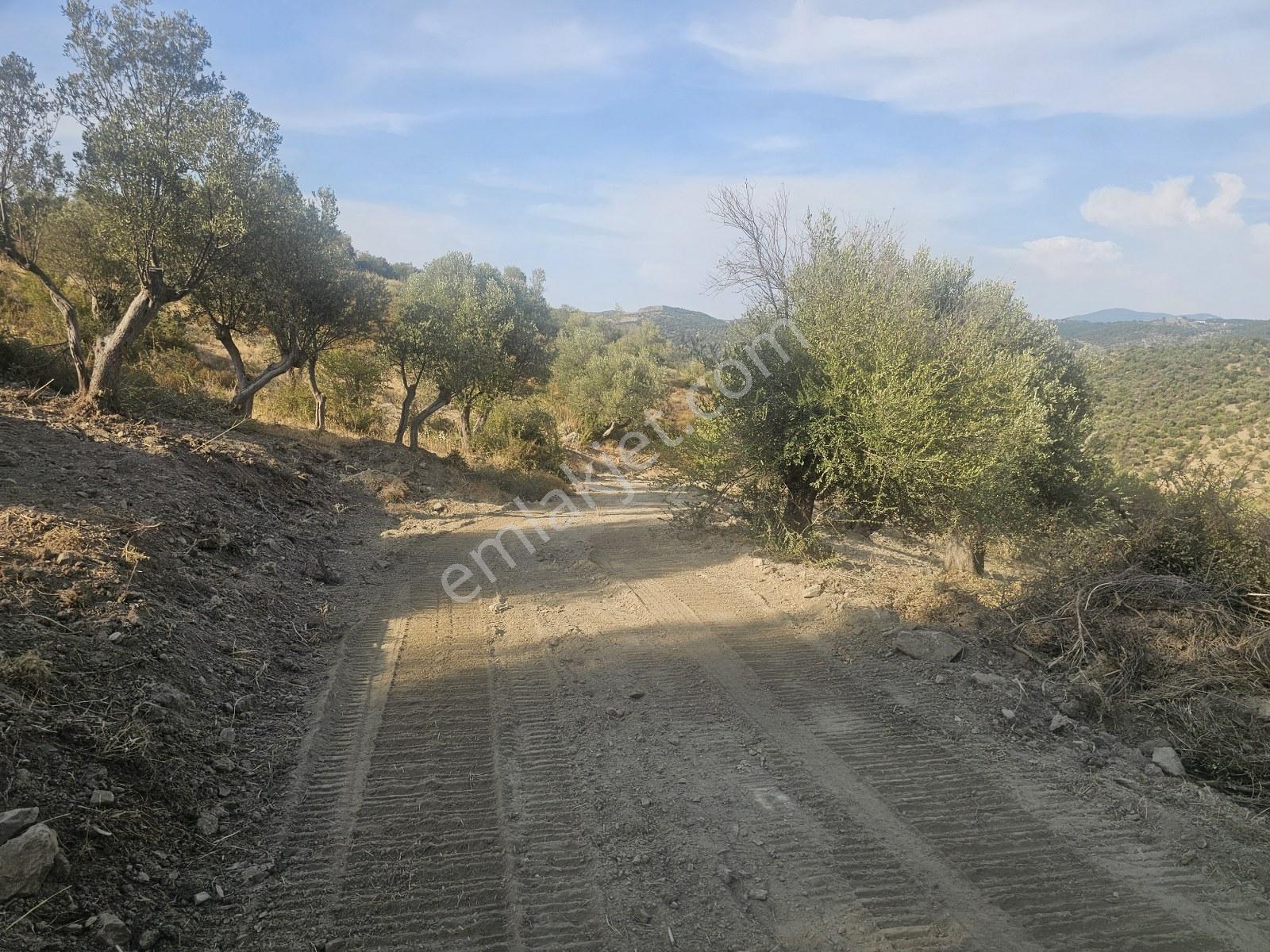 İzmir Seferihisar Ulamış Yola Cepheli 10.000 M2 Zeytinlik Arsa T - Görsel 14