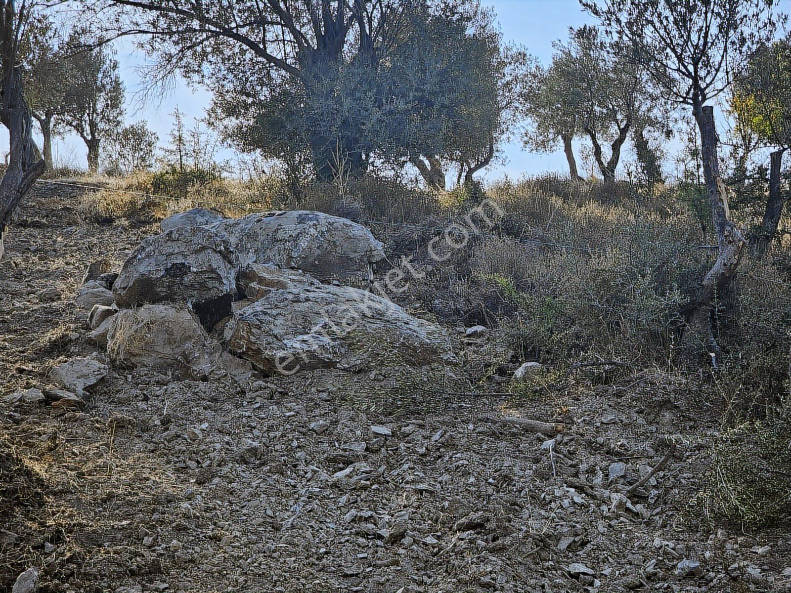 İzmir Seferihisar Ulamış Yola Cepheli 10.000 M2 Zeytinlik Arsa T - Görsel 26