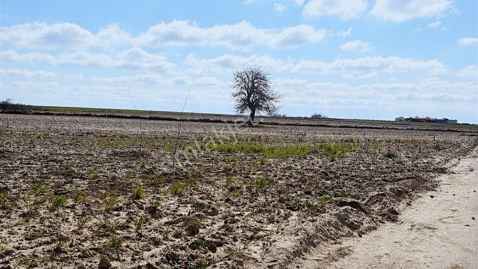 Saray Büyükyoncalı'da 320m2 Satılık İfrazlı Kupon Arsa - Görsel 27
