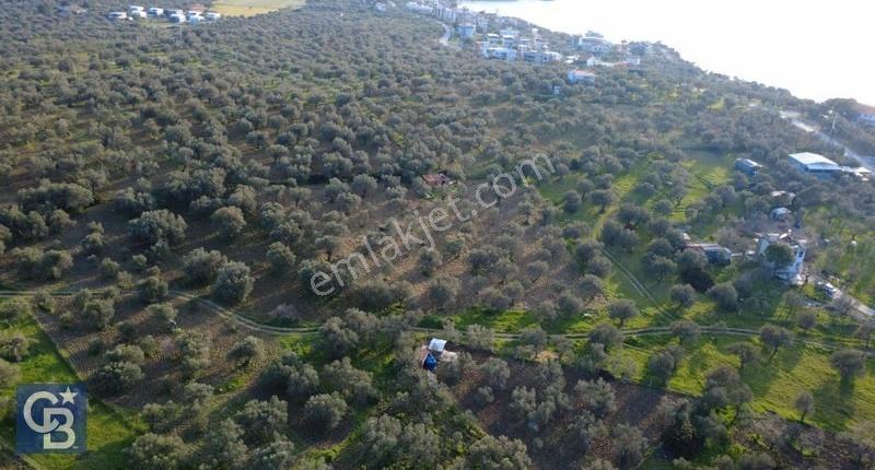 Aşağışakranda Uygulama İçerisinde İmara Açılacak 2400m2 Zeytinli - Görsel 6