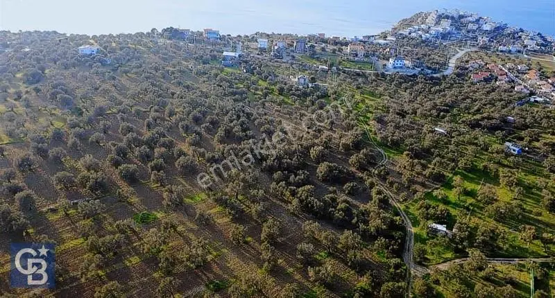 Aşağışakranda Uygulama İçerisinde İmara Açılacak 2400m2 Zeytinli - Görsel 25