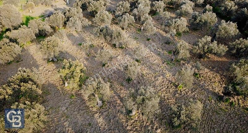 Aşağışakranda Uygulama İçerisinde İmara Açılacak 2400m2 Zeytinli - Görsel 27