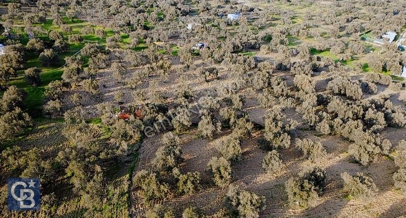Aşağışakranda Uygulama İçerisinde İmara Açılacak 2400m2 Zeytinli - Görsel 7
