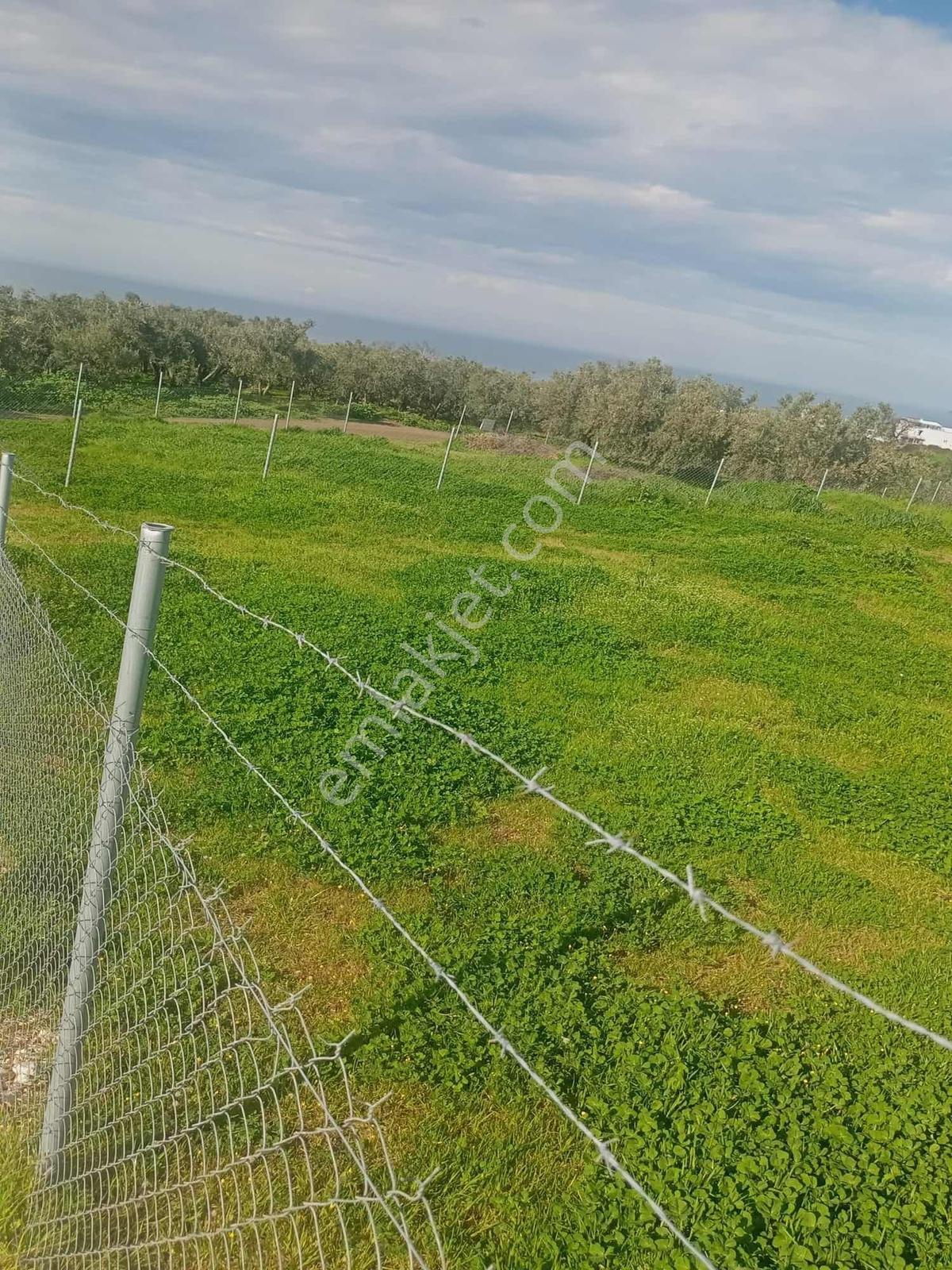 Bursa Mudanya Mesudiye (ayvalıdere Mevkii) Yatırımlık 2.072 M2 - Görsel 4