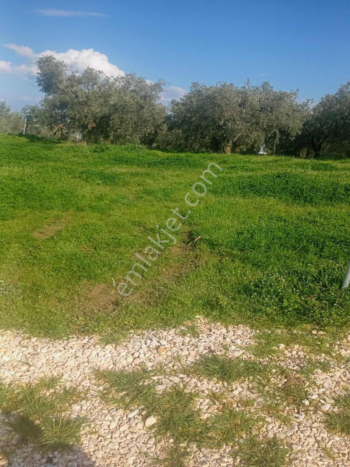 Bursa Mudanya Mesudiye (ayvalıdere Mevkii) Yatırımlık 2.072 M2 - Görsel 5