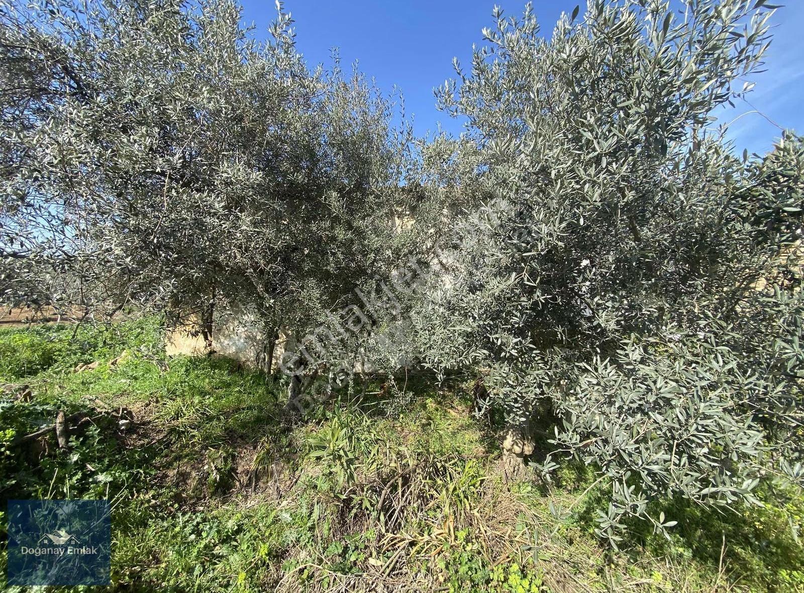 Tire Ayaklıkırı'nda 1741 M2arsa İçinde Müstakil Ev Fırsatı - Görsel 3