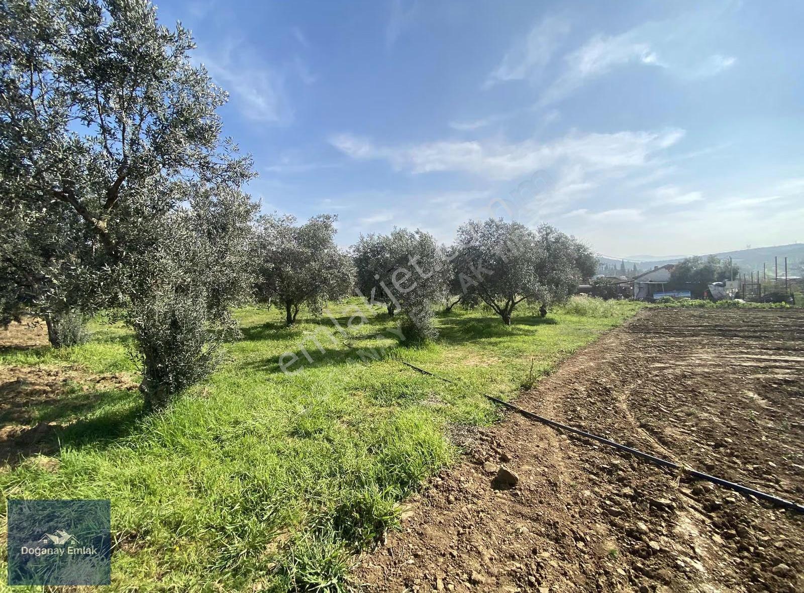 Tire Ayaklıkırı'nda 1741 M2arsa İçinde Müstakil Ev Fırsatı - Görsel 21