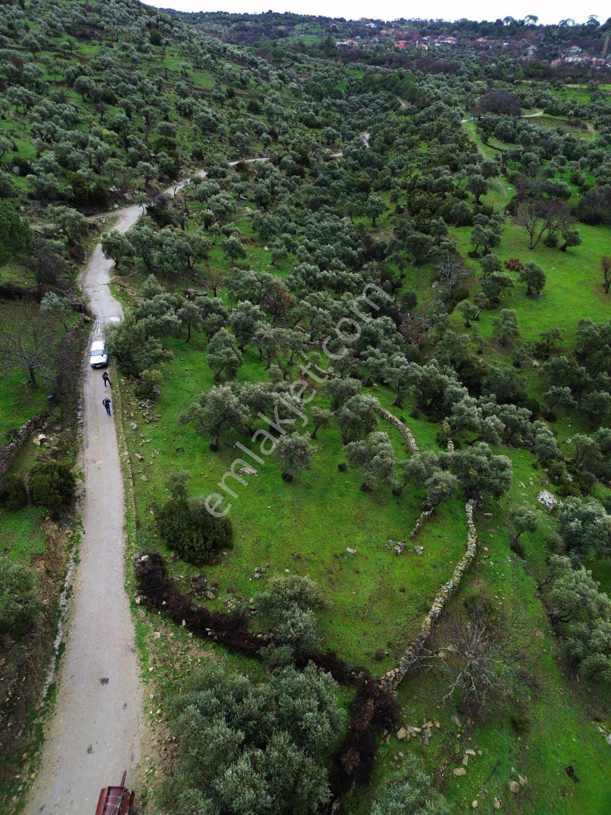 Aydın Koçarlı Çeşmeköyde Satılık Zeytinlik