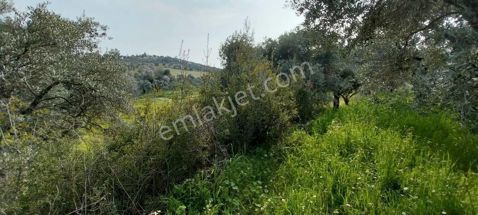 Torbalı Çakırbeylide 7030 M² Yatırımlık Zeytinlik Tarla - Görsel 13