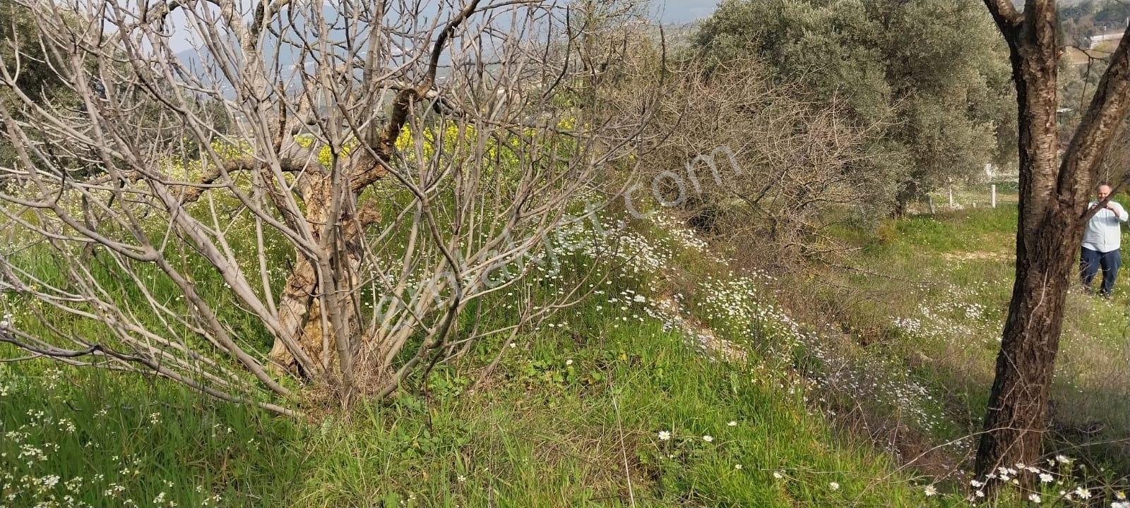 Torbalı Çakırbeylide 7030 M² Yatırımlık Zeytinlik Tarla - Görsel 10