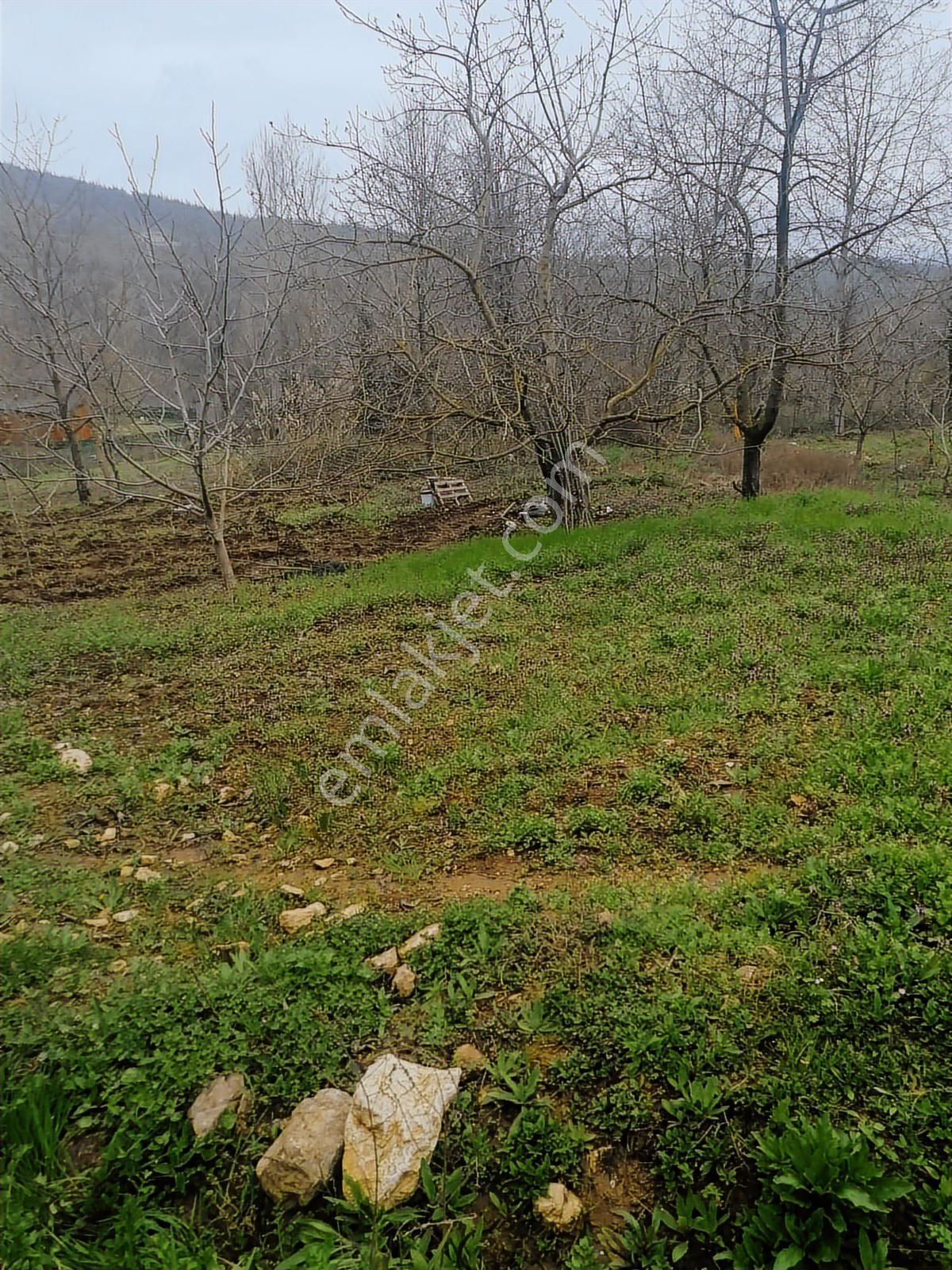 Kaynak Suyunun Hemen Yanında Hobi Bahçesi