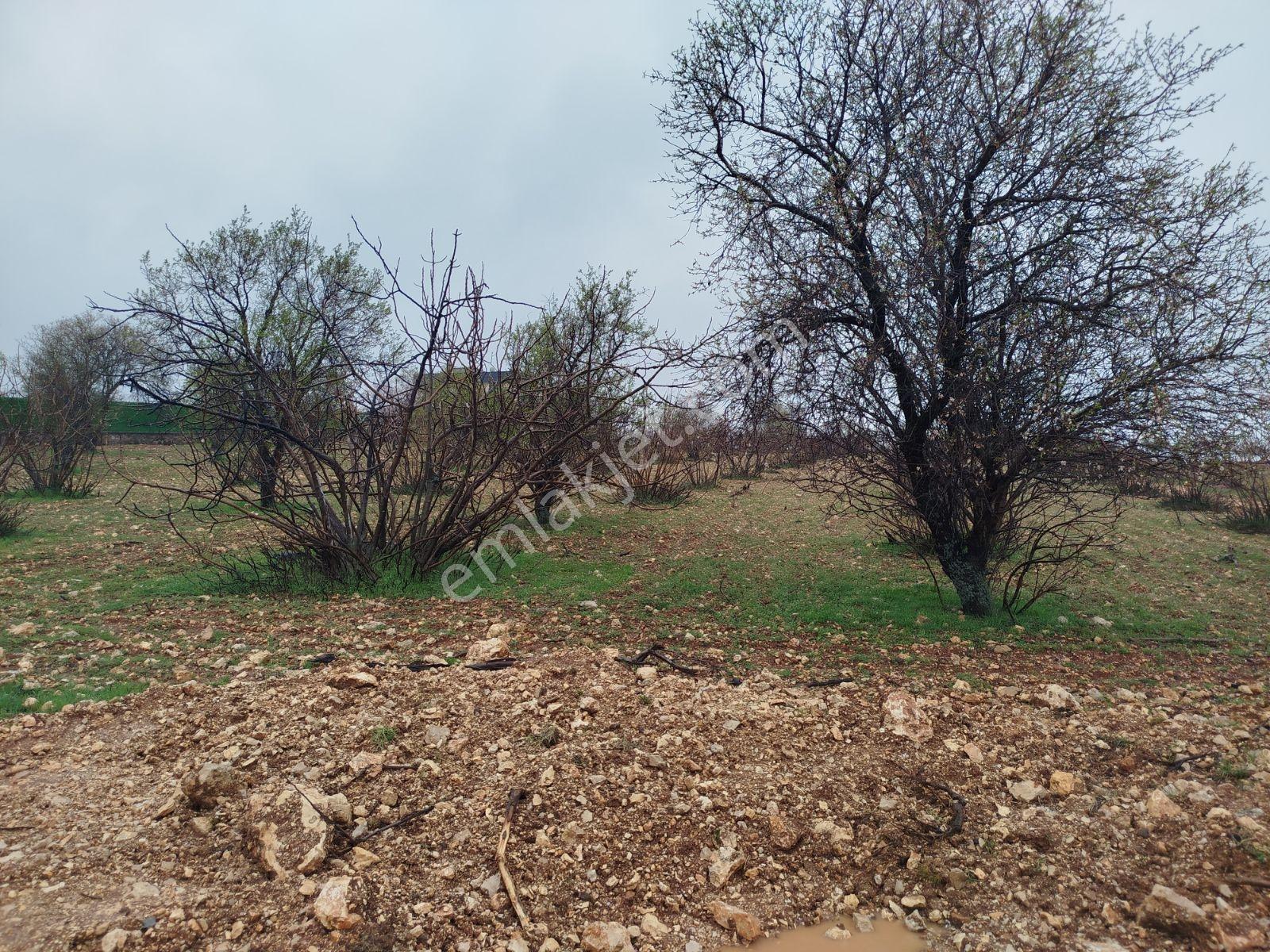 Burç Karakuyu Mah. Asvalt Üstü Yatırımlık Bağevlik Arazi. - Görsel 10