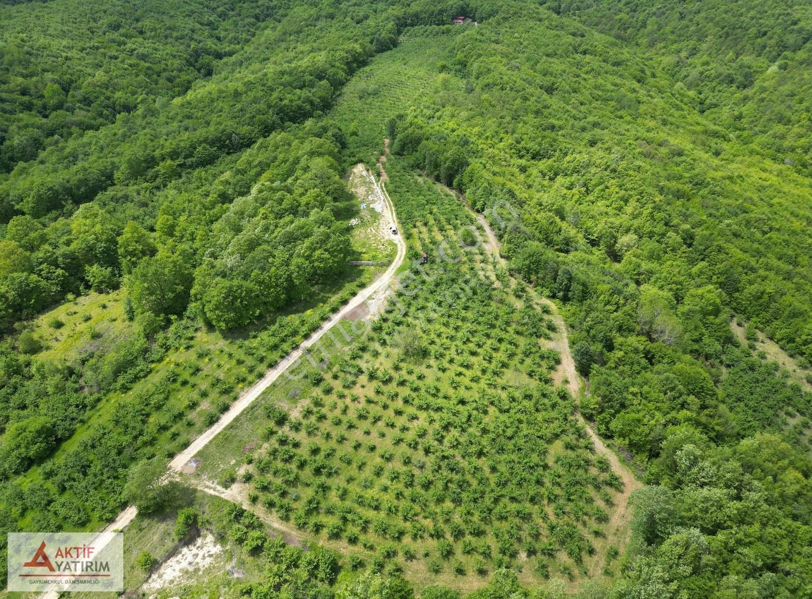 Orman Kenarı Resmi Yollu Zirvede Teras Konumda 1000 M2 Tarla - Görsel 8