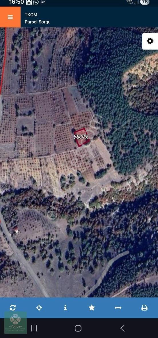 Yonca Gyo Ds Dan Kütahya Şaphane Satılık Ceviz Bahçesi - Görsel 2
