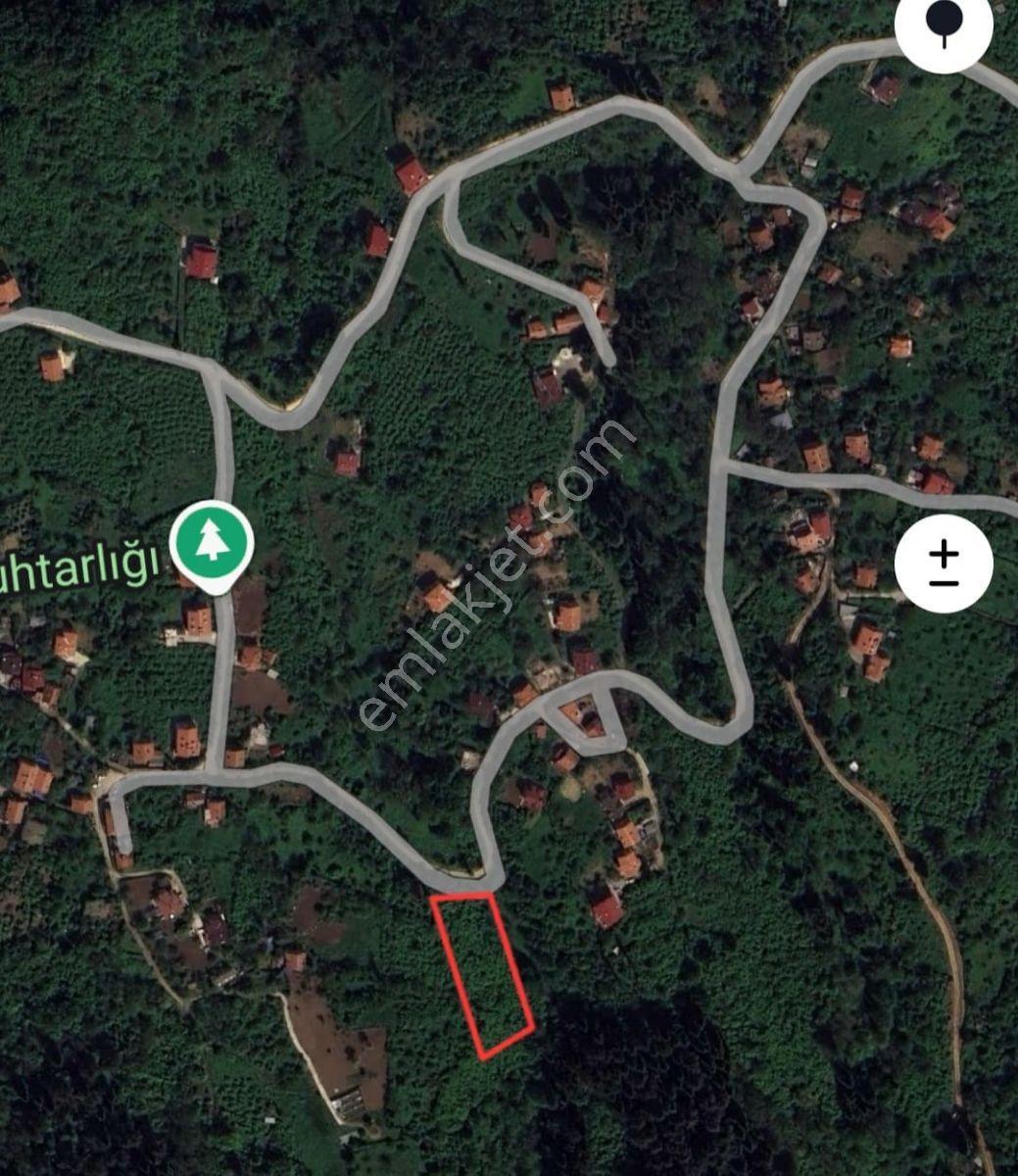 Zeybek*den 4.239.m2 Satilik Findik.bahcesi İnebolu Yaztepe Köyü - Görsel 20