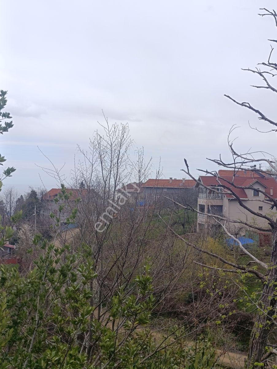 Zeybek*den 4.239.m2 Satilik Findik.bahcesi İnebolu Yaztepe Köyü - Görsel 4