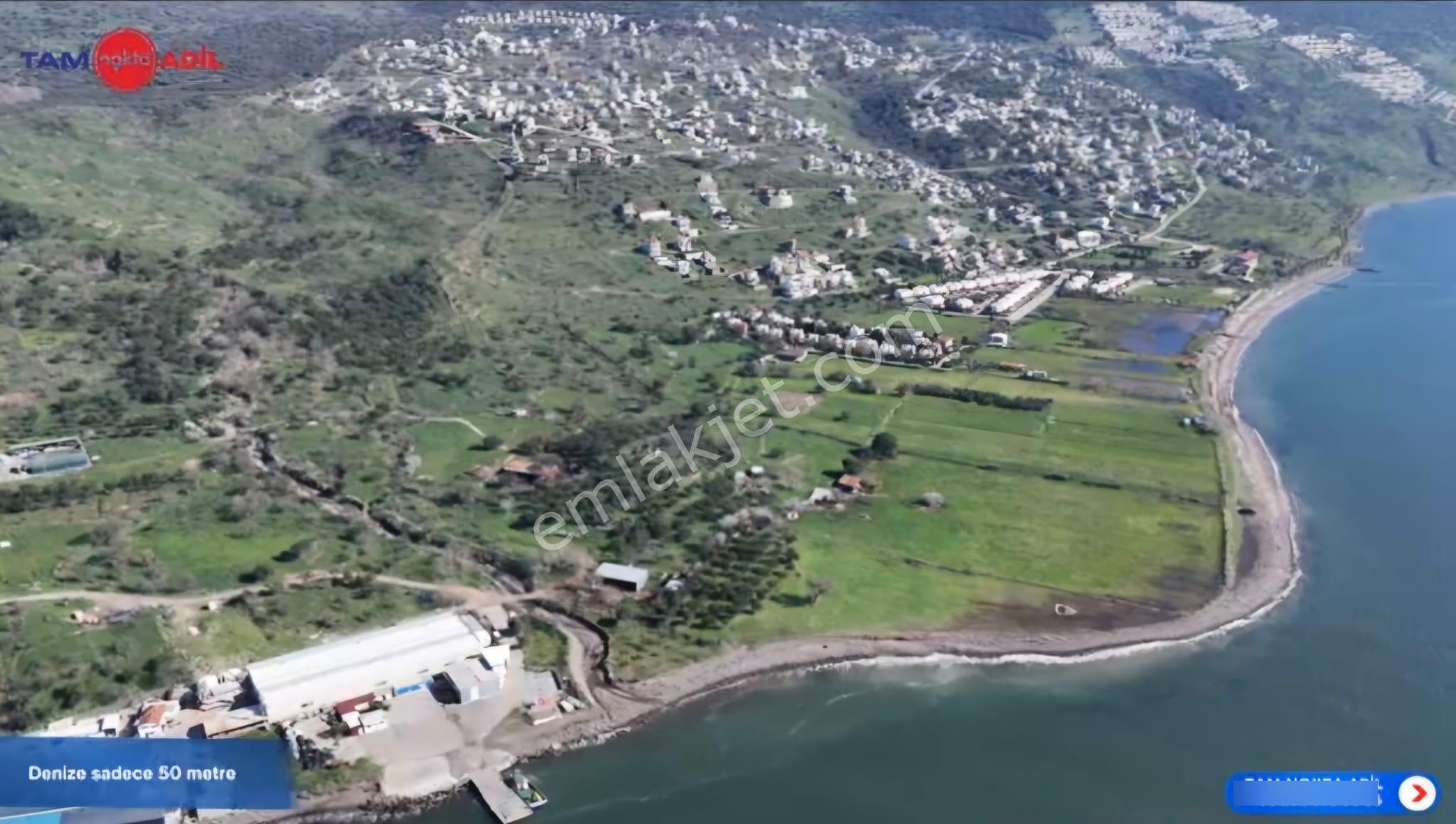Denizköy'de Denize Yakın Konumda Yatırımlık Zeytinli Tarla - Görsel 6