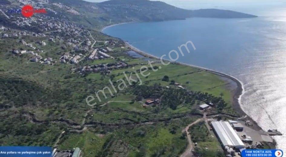 Denizköy'de Denize Yakın Konumda Yatırımlık Zeytinli Tarla - Görsel 5