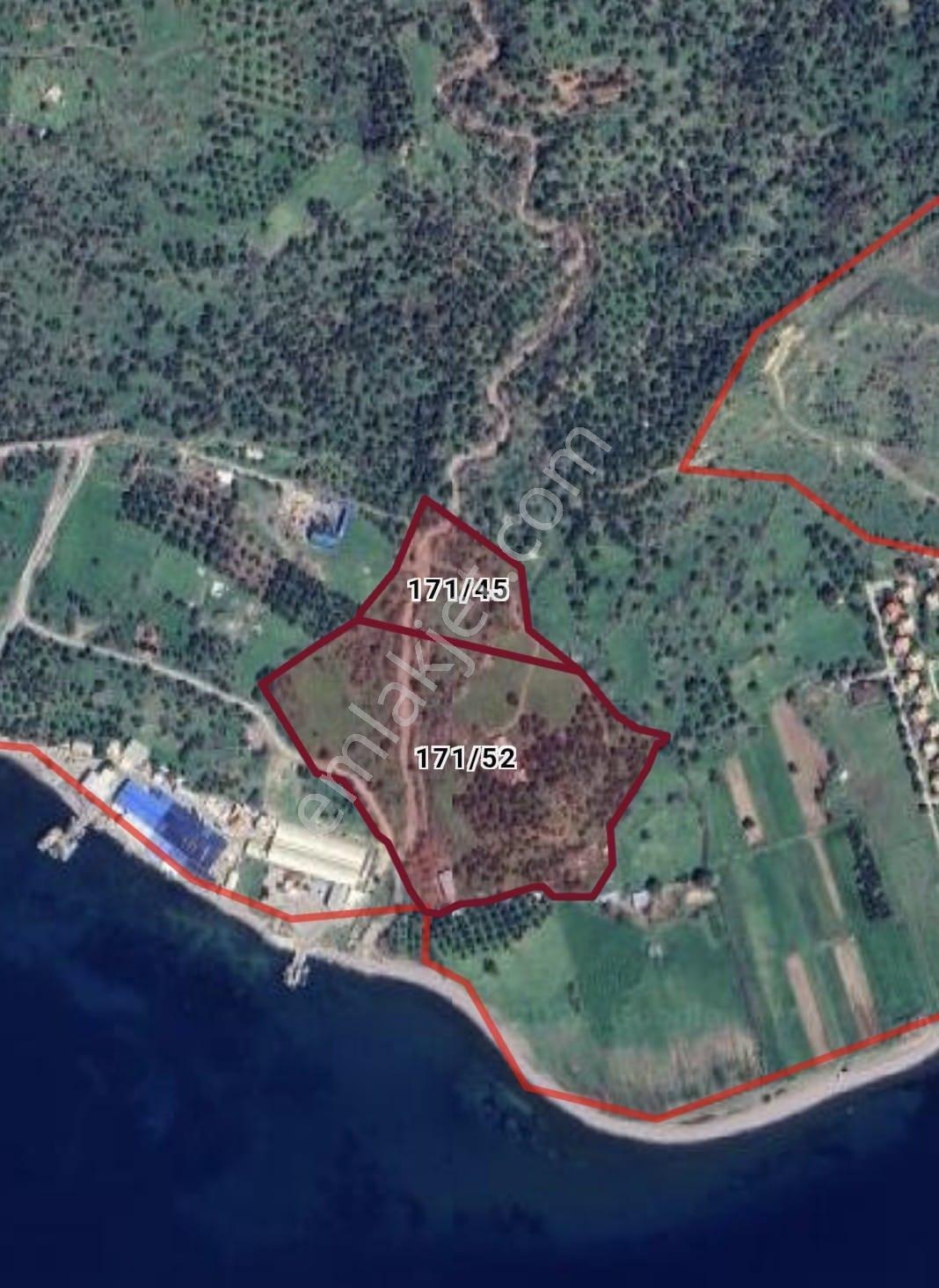 Denizköy'de Denize Yakın Konumda Yatırımlık Zeytinli Tarla - Görsel 13